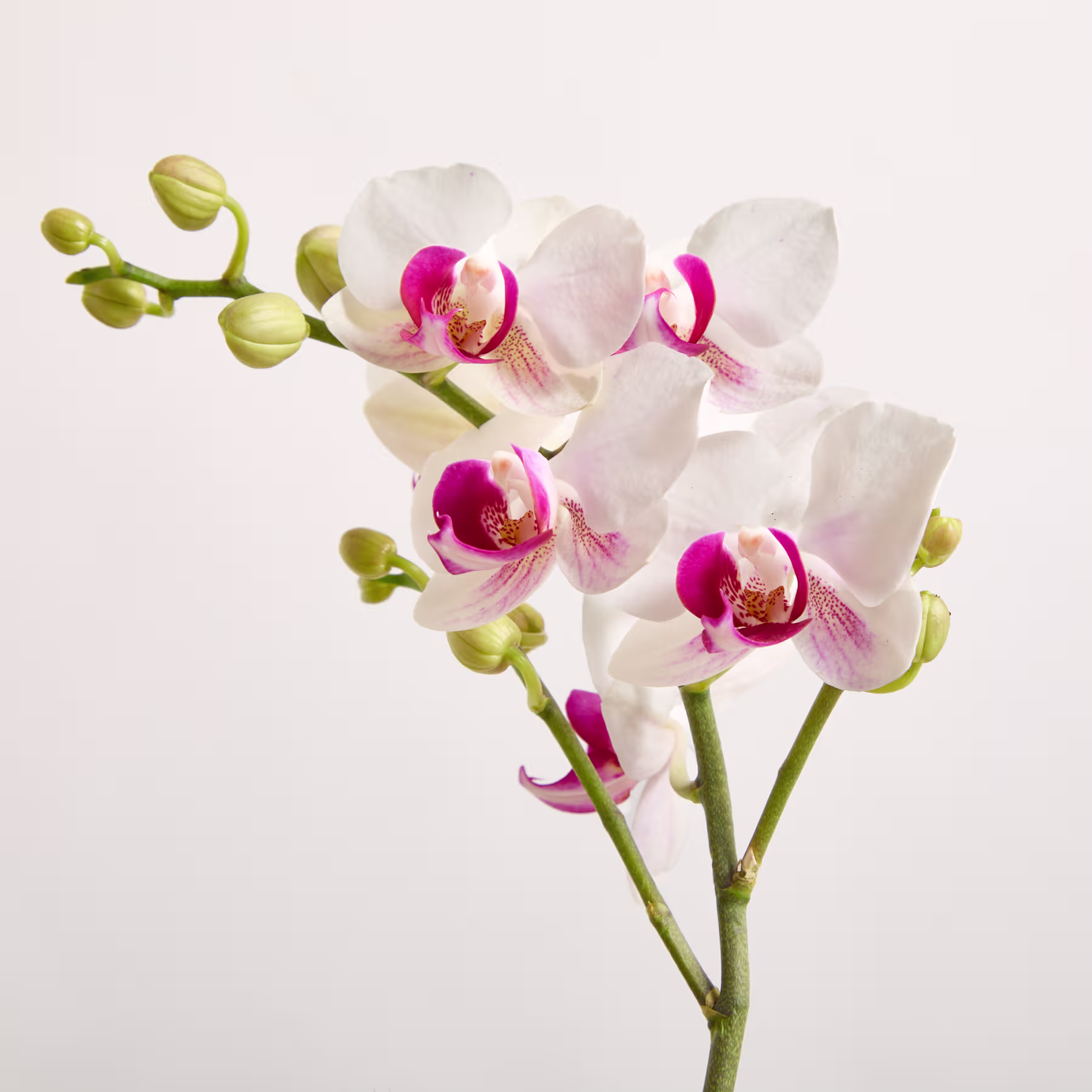 Ein zarter Strauß weißer Orchideen mit fuchsiafarbenen Zentren blüht vor einem schlichten weißen Hintergrund. (Beschreibungstext KI-generiert)