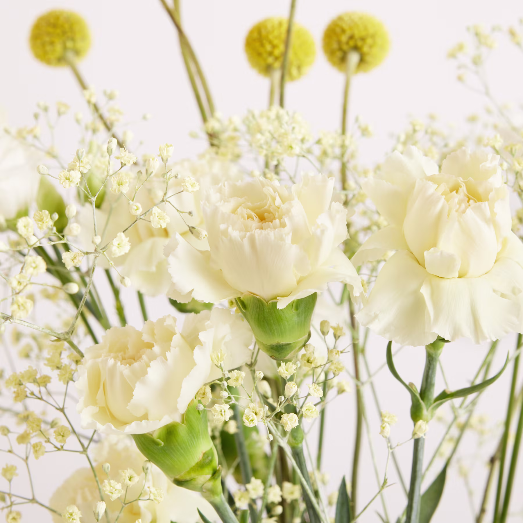 Cremefarbene Nelken und zartes Schleierkraut füllen den Vordergrund, während gelbe Craspedia-Blüten im weichen, weißen Hintergrund emporragen. (Beschreibungstext KI-generiert)