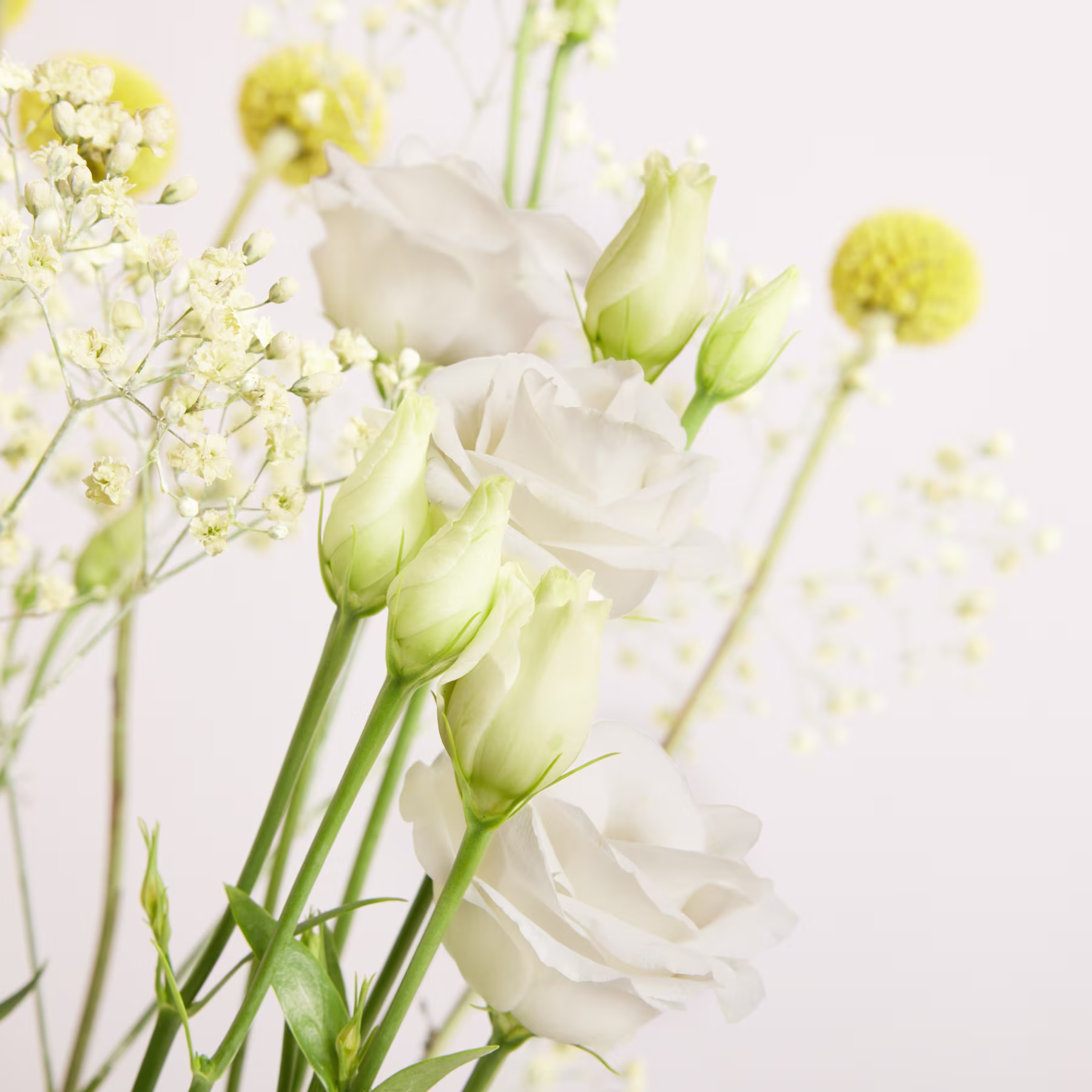 Zarte weiße Rosen und Knospen füllen den Vordergrund, während sanftgelbe Craspedia und winzige weiße Blüten einen verschwommenen Hintergrund bilden. (Beschreibungstext KI-generiert)
