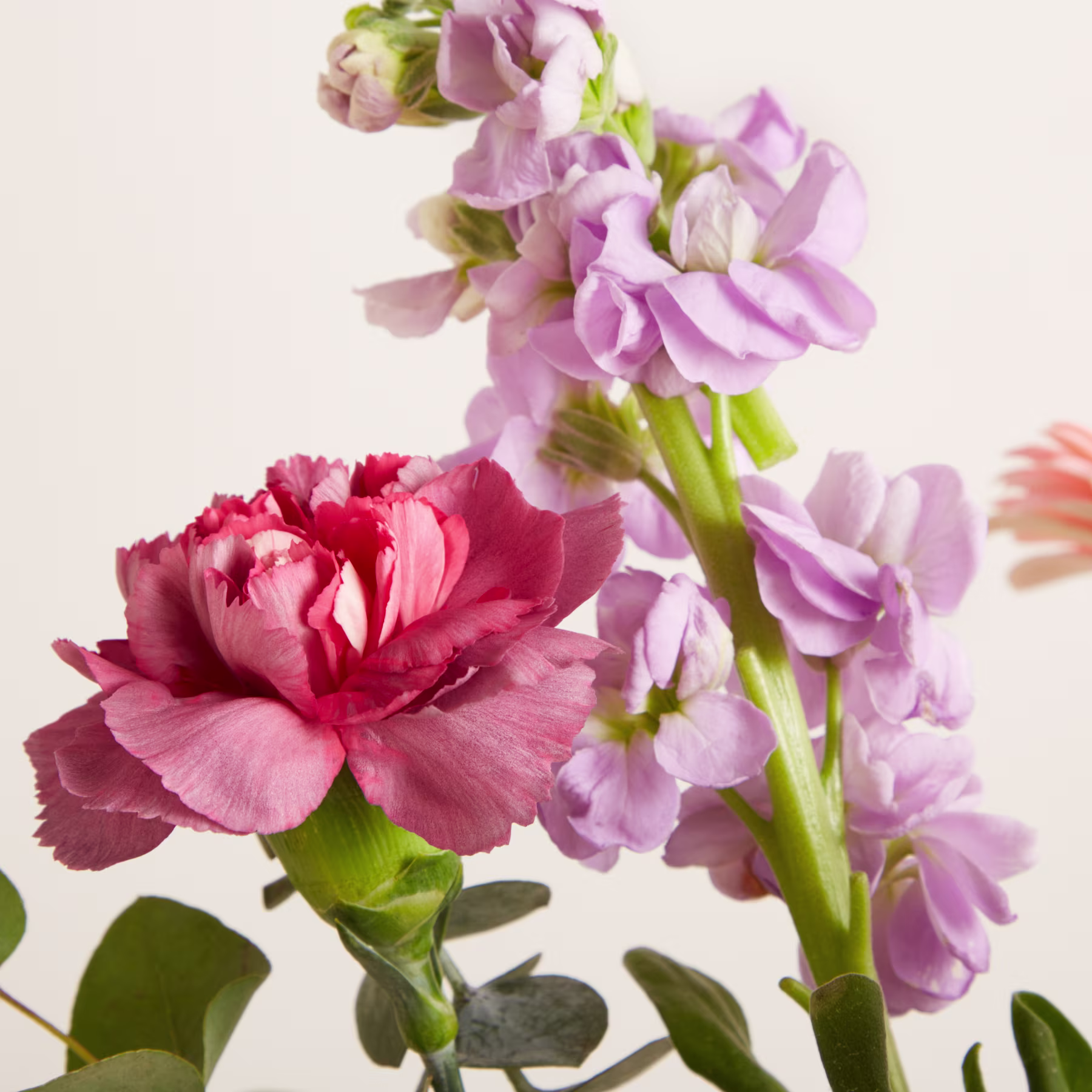 Im Vordergrund befinden sich eine rosa Nelke und ein Stängel Lavendelblüten vor einem weichen, hellen Hintergrund. (Beschreibungstext KI-generiert)