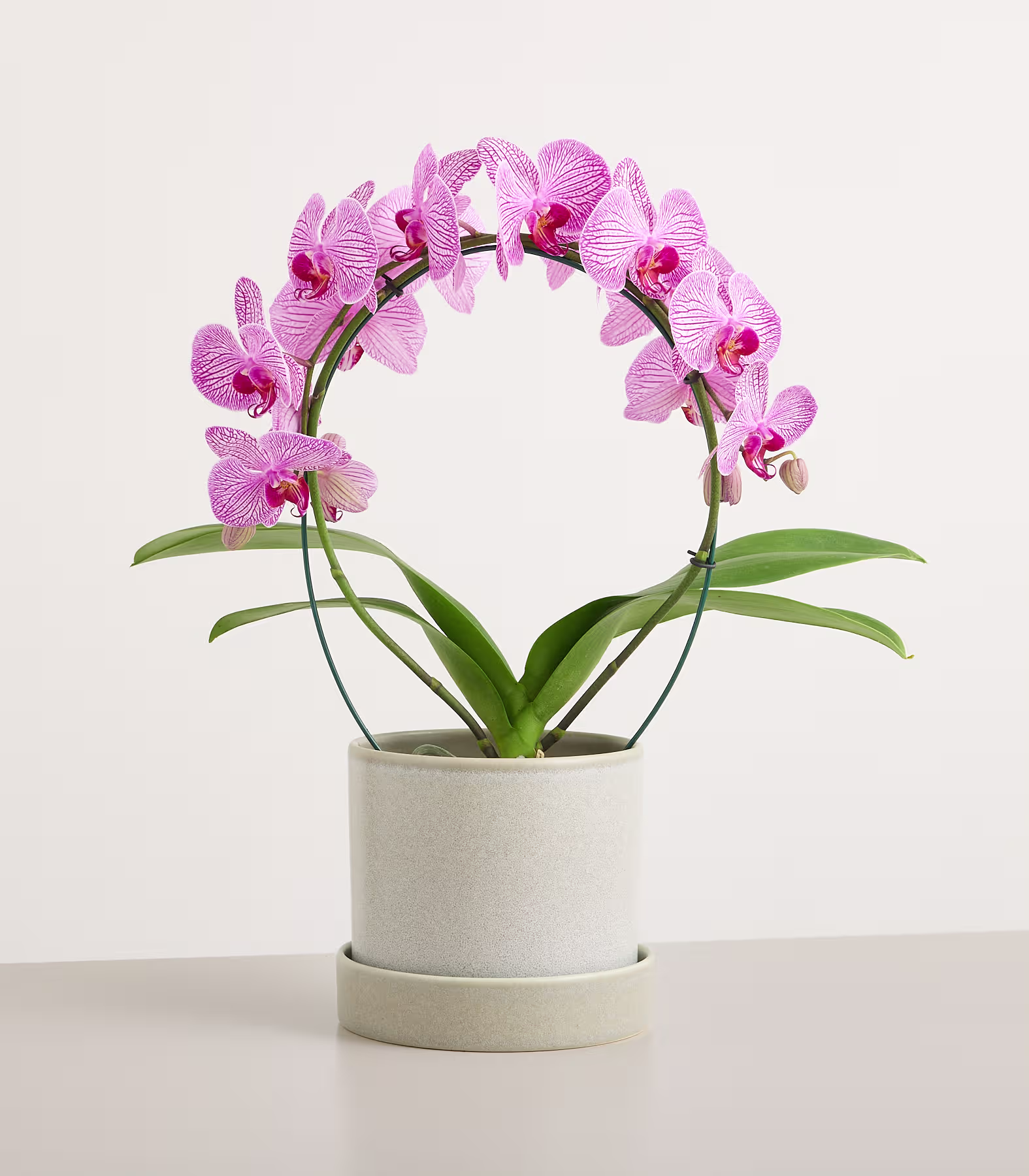 Eine rosa Orchidee mit zart gestreiften Blütenblättern ist kreisförmig in einem hellgrauen Topf arrangiert und steht vor einem schlichten, hellen Hintergrund. (Beschreibungstext KI-generiert)