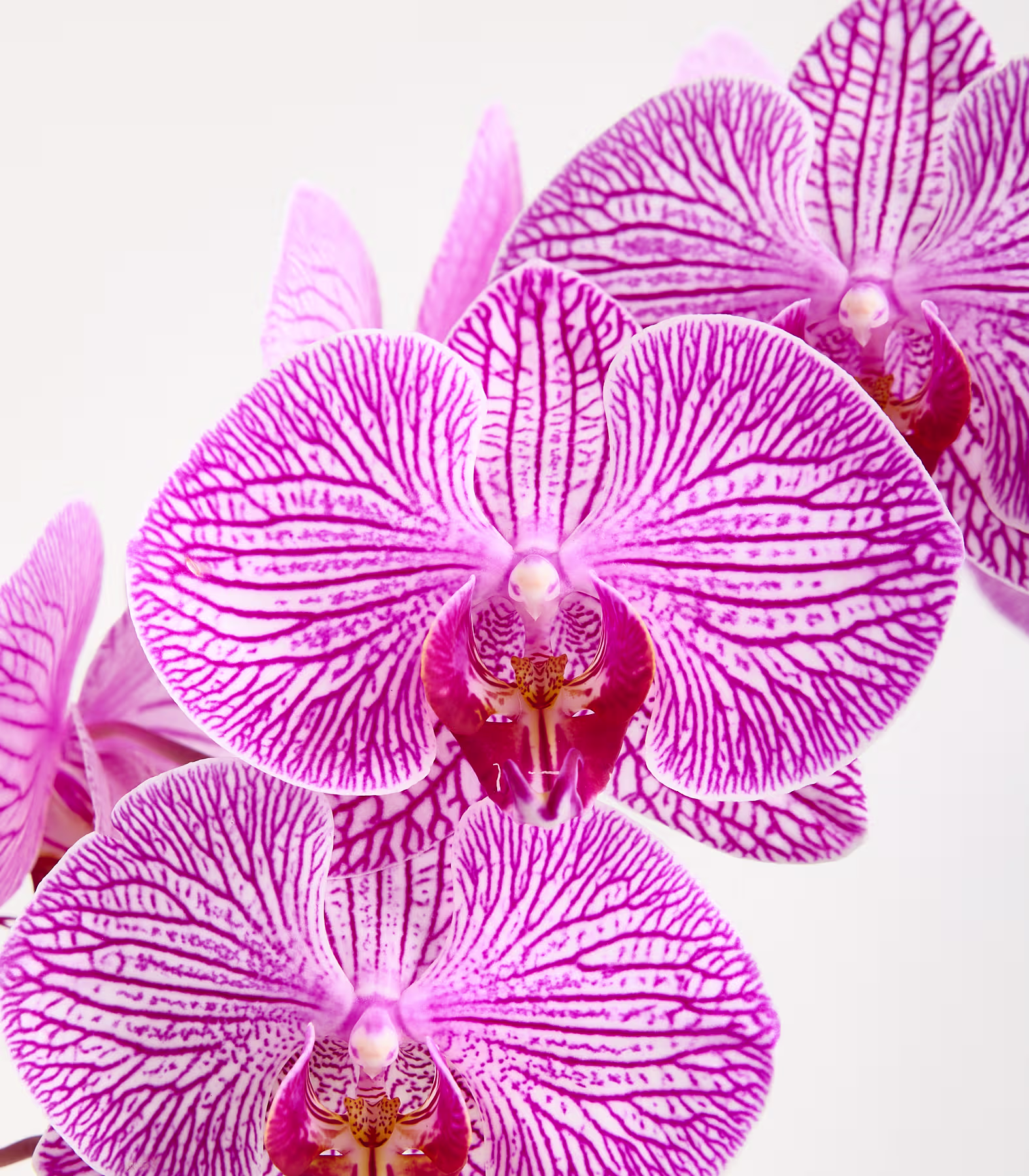 Im Vordergrund blühen mehrere leuchtend rosa-weiß gestreifte Orchideen vor einem sanften, hellen Hintergrund. (Beschreibungstext KI-generiert)