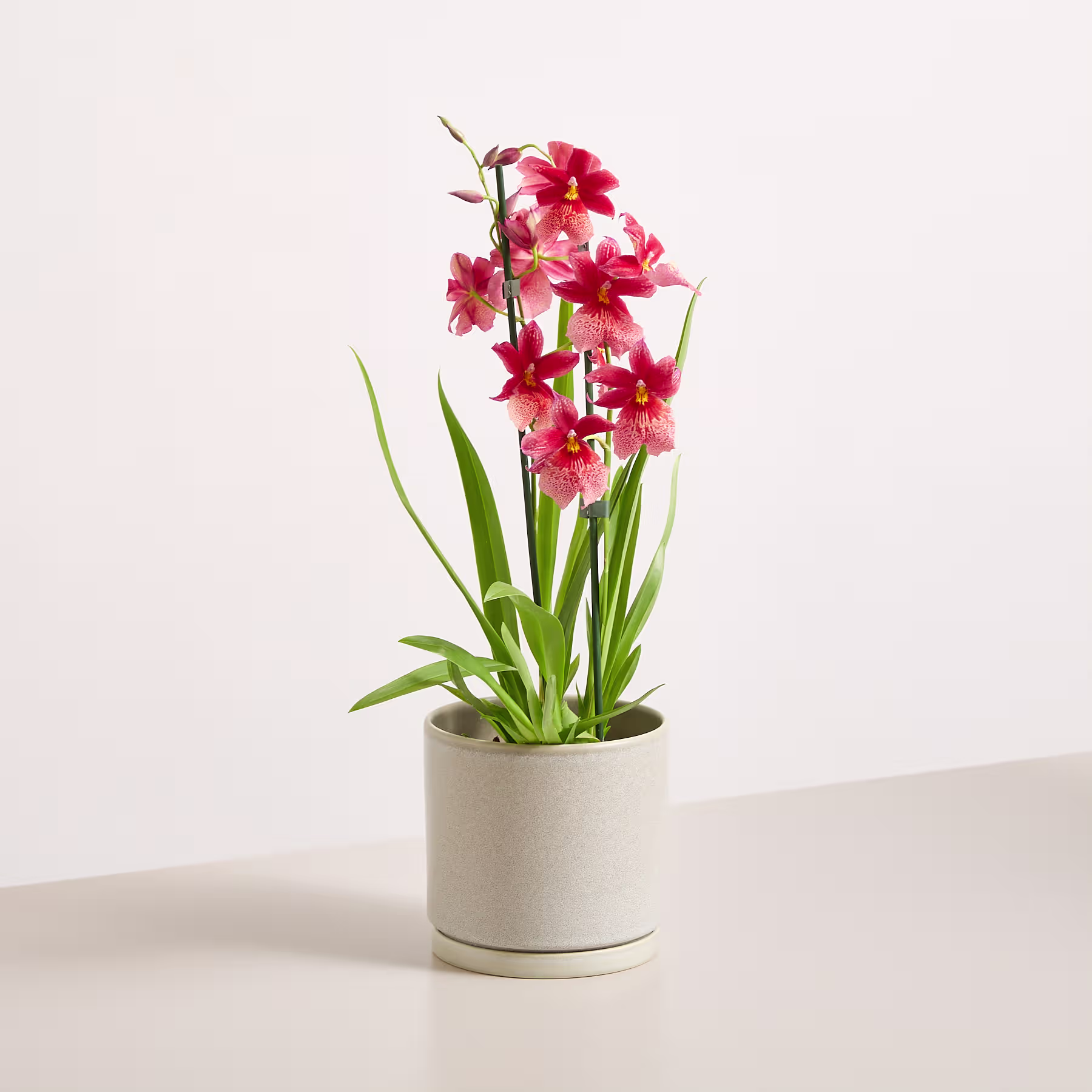 Eine Orchidee im Topf mit zartrosa Blüten steht auf einer hellen Oberfläche vor einem schlichten weißen Hintergrund. (Beschreibungstext KI-generiert)