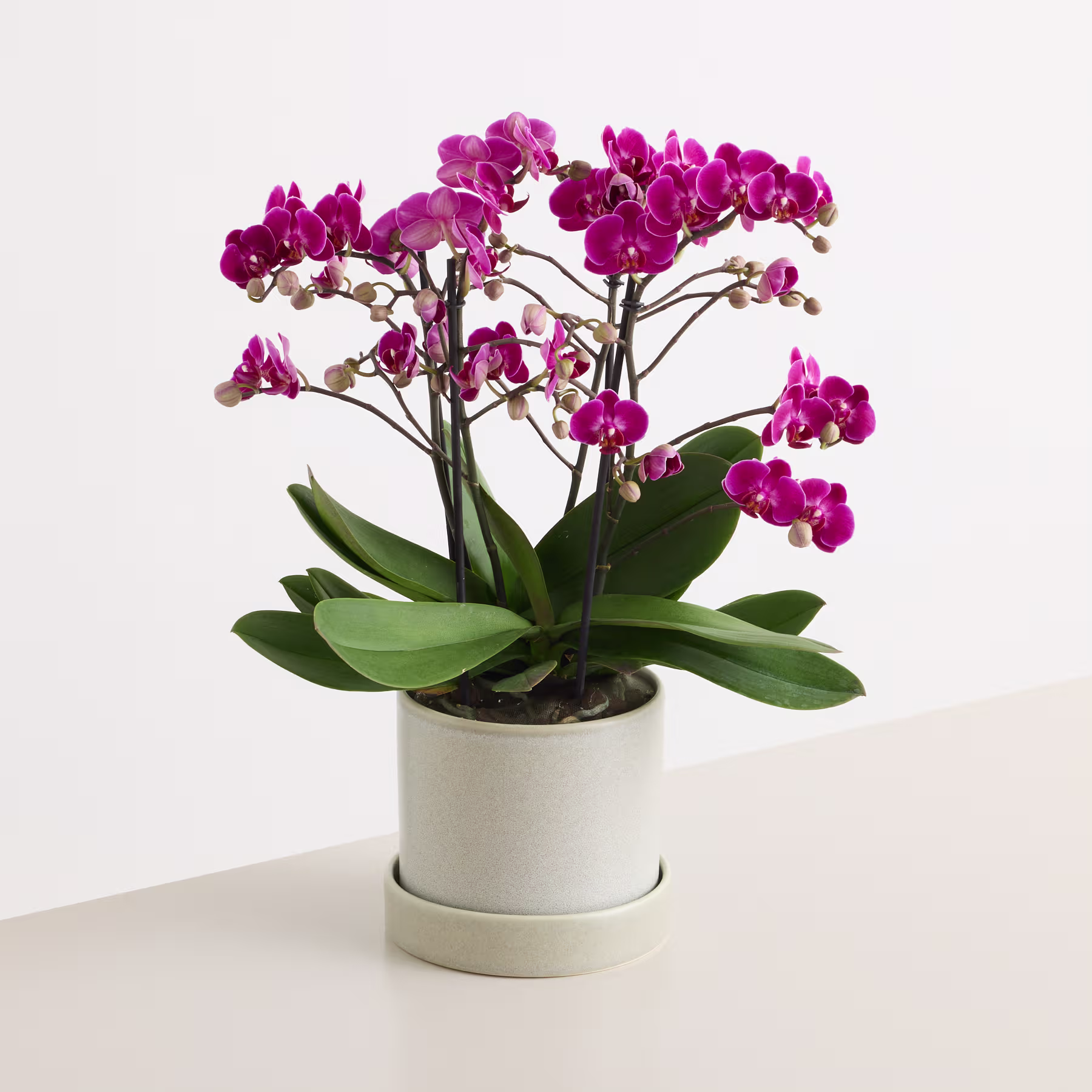 Eine Orchidee im Topf mit leuchtend pinkfarbenen Blüten steht auf einem Unterteller vor einem schlichten weißen Hintergrund. (Beschreibungstext KI-generiert)