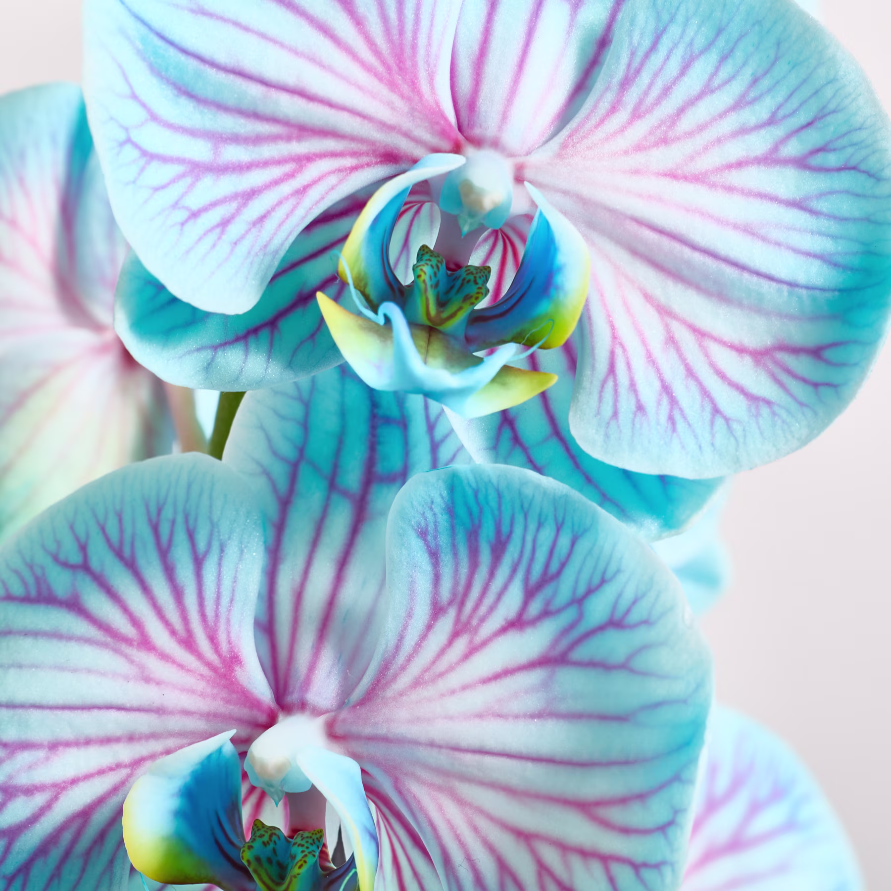 Aus nächster Nähe füllen leuchtend blaue und rosa Orchideen den Vordergrund vor einem weichen, hellen Hintergrund. (Beschreibungstext KI-generiert)