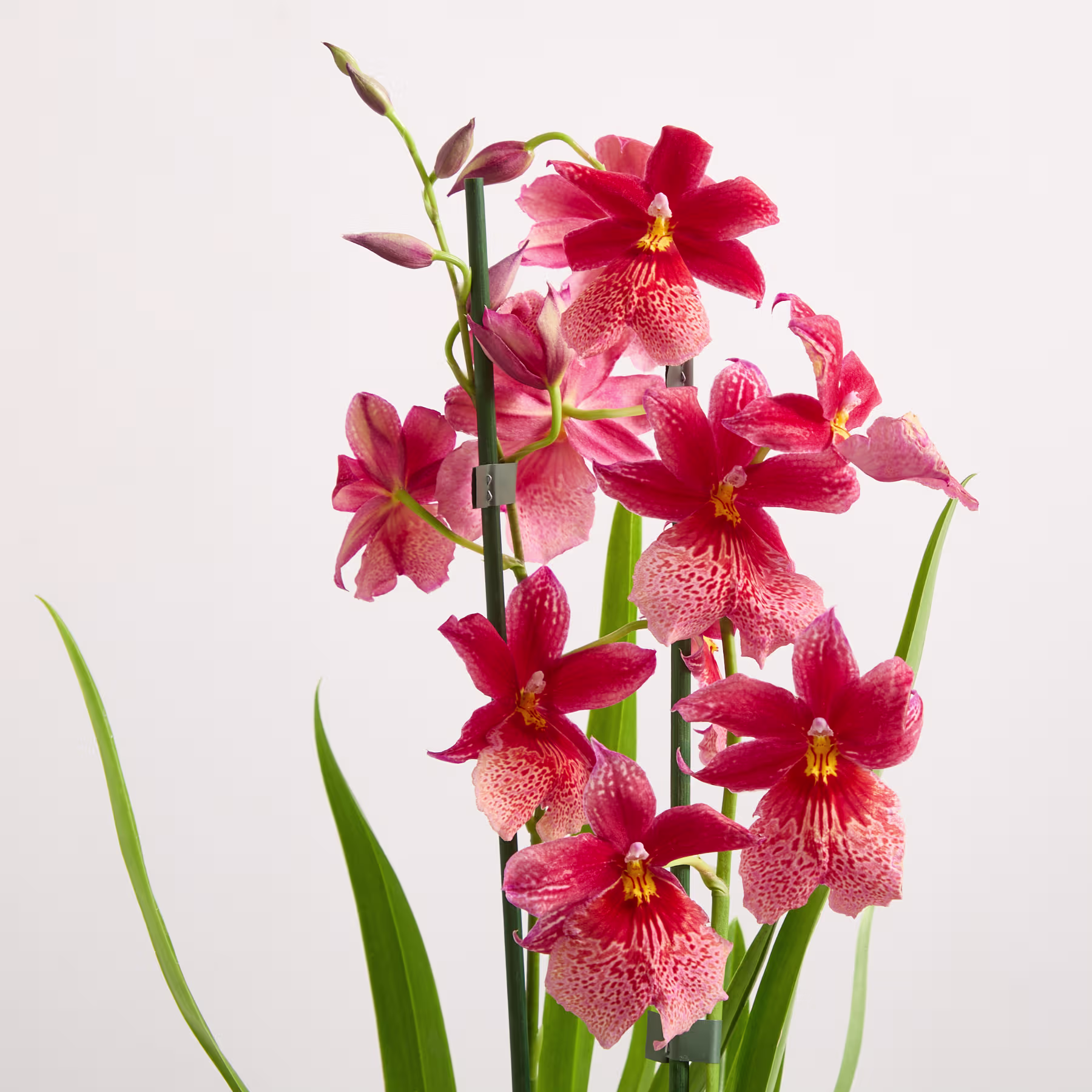 Ein Cluster leuchtend pinkfarbener Orchideen mit gesprenkelten Blütenblättern ragt vor einem schlichten weißen Hintergrund empor, wobei lange grüne Blätter den Vordergrund einrahmen. (Beschreibungstext KI-generiert)