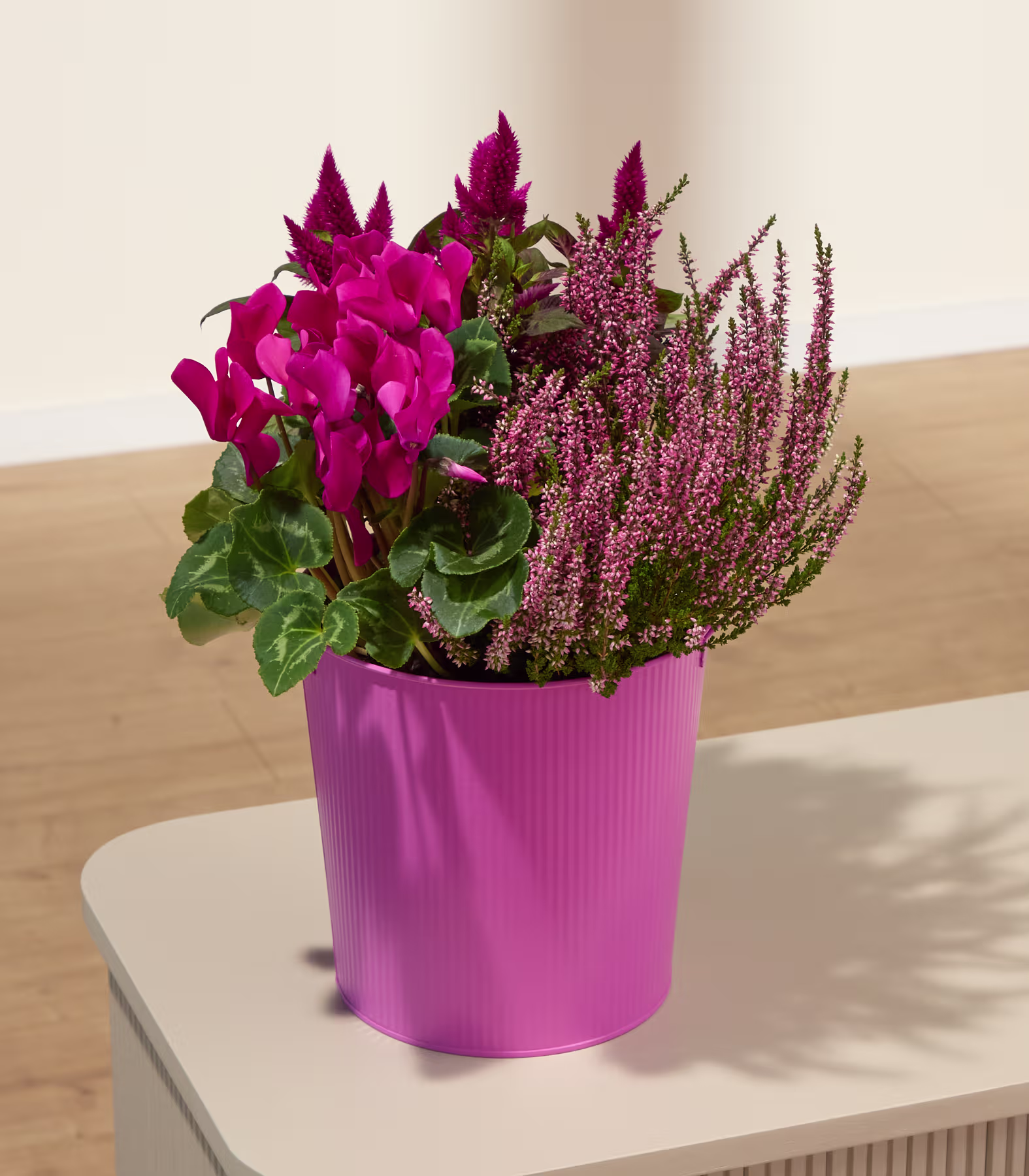 Ein leuchtend pinkfarbener Topf, überquellend mit hellrosa Alpenveilchen und zartem lila Heidekraut, vor einem sanft beleuchteten, neutralen Hintergrund. (Beschreibungstext KI-generiert)