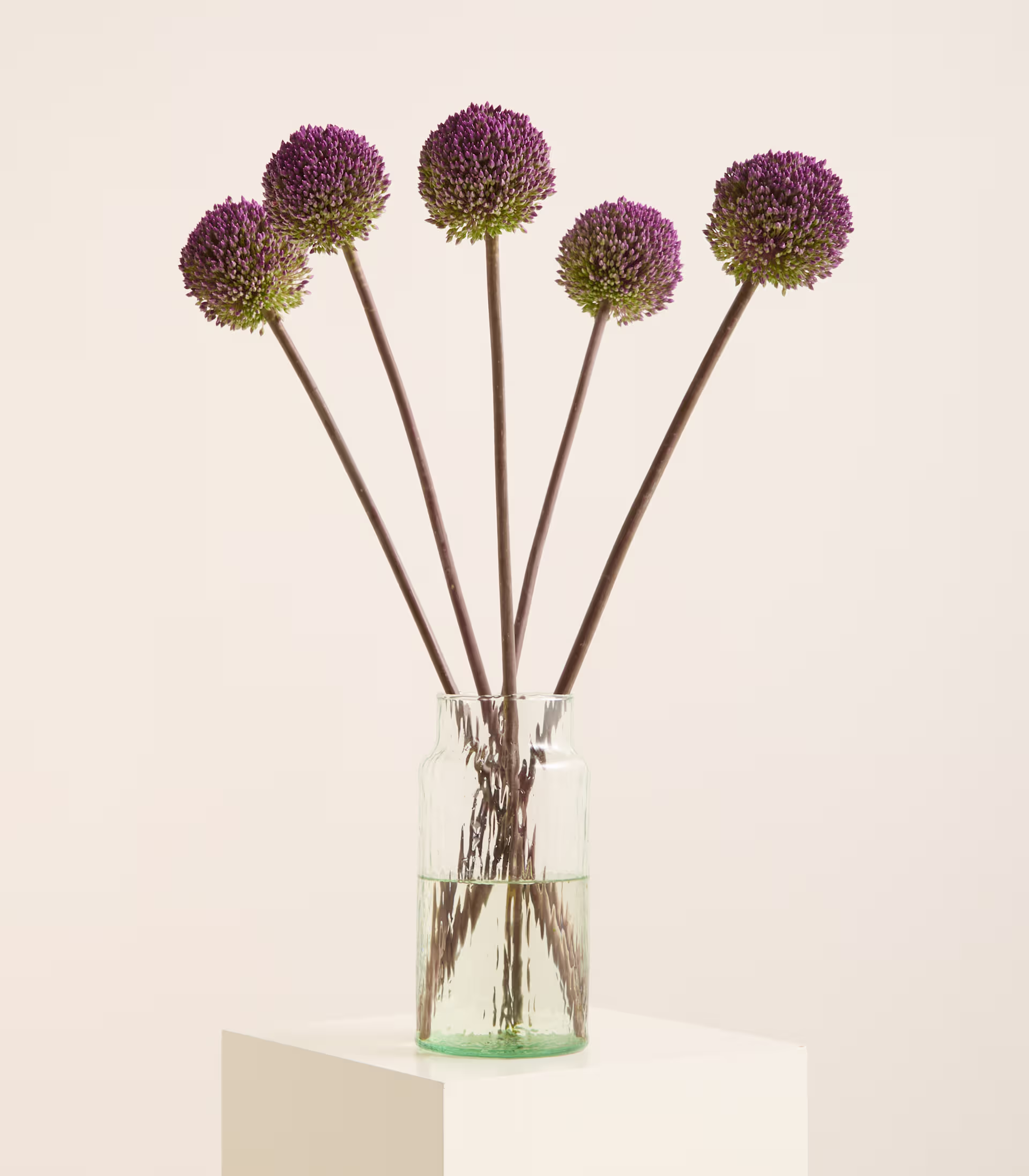 Fünf violette Zierlauchblüten stehen hoch in einer durchsichtigen Glasvase auf einem weißen Sockel vor einem sanften, neutralen Hintergrund. (Beschreibungstext KI-generiert)