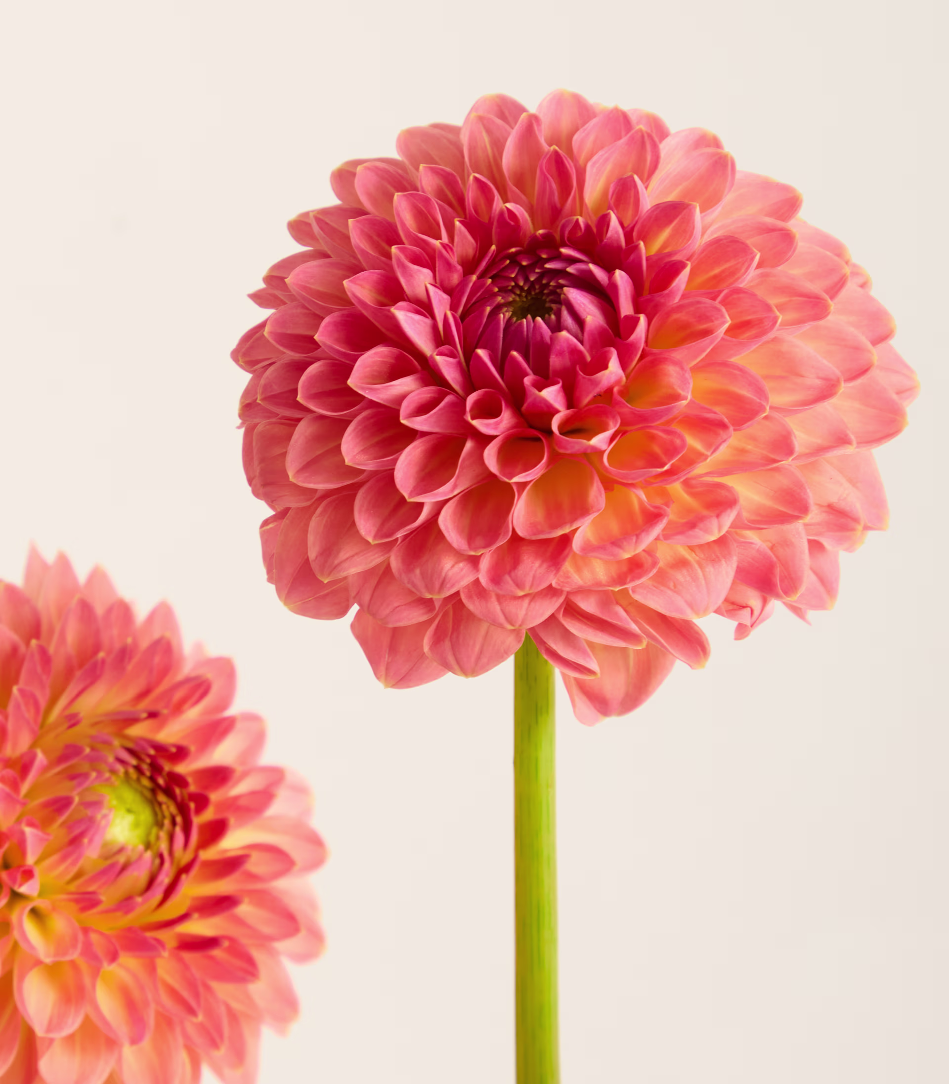 Eine große, hellgelbe Dahlie sticht im Vordergrund hervor, umgeben von grünen Blättern und Stängeln. Der Hintergrund ist eine schlichte, helle Fläche, wodurch die Blüte zum Mittelpunkt des Bildes wird. (Beschreibungstext KI-generiert)