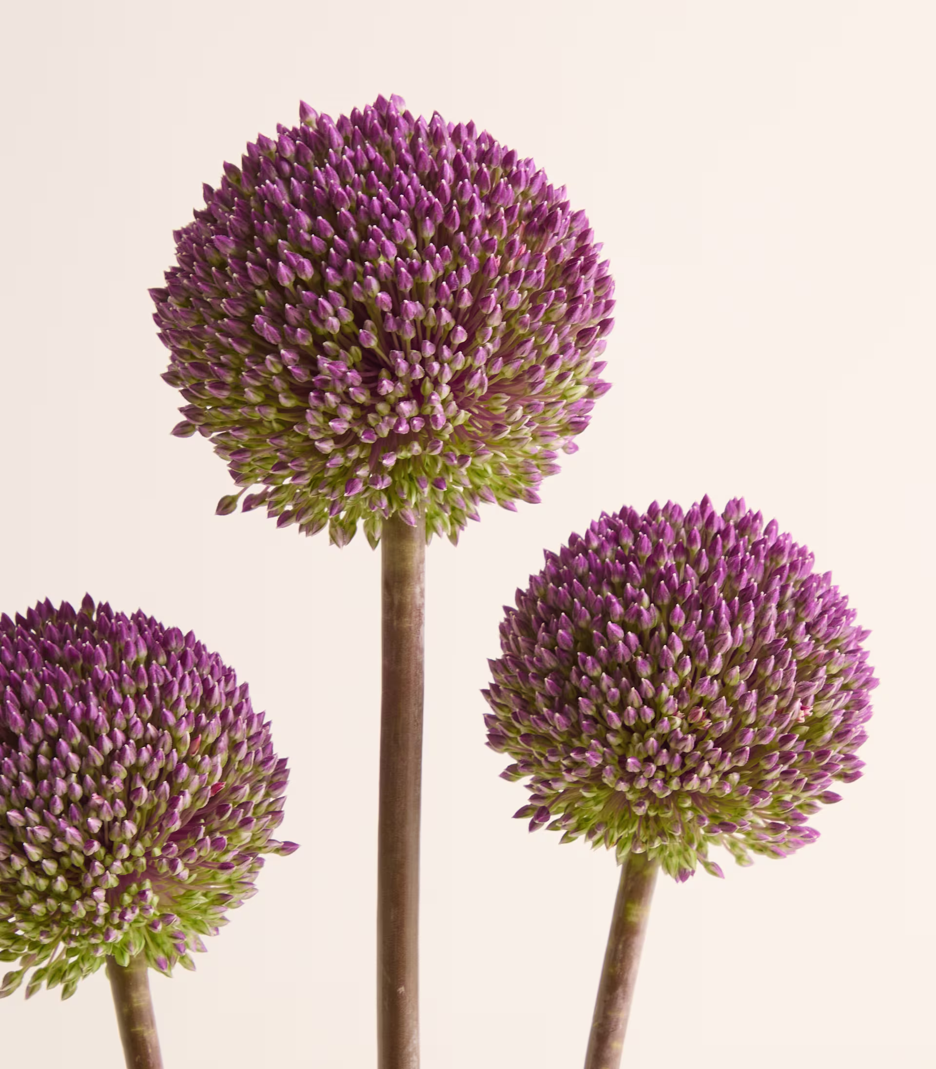 Drei kugelförmige, violette Zierlauchblüten mit grünen Basen stehen auf dünnen braunen Stielen vor einem schlichten, hellen Hintergrund. (Beschreibungstext KI-generiert)
