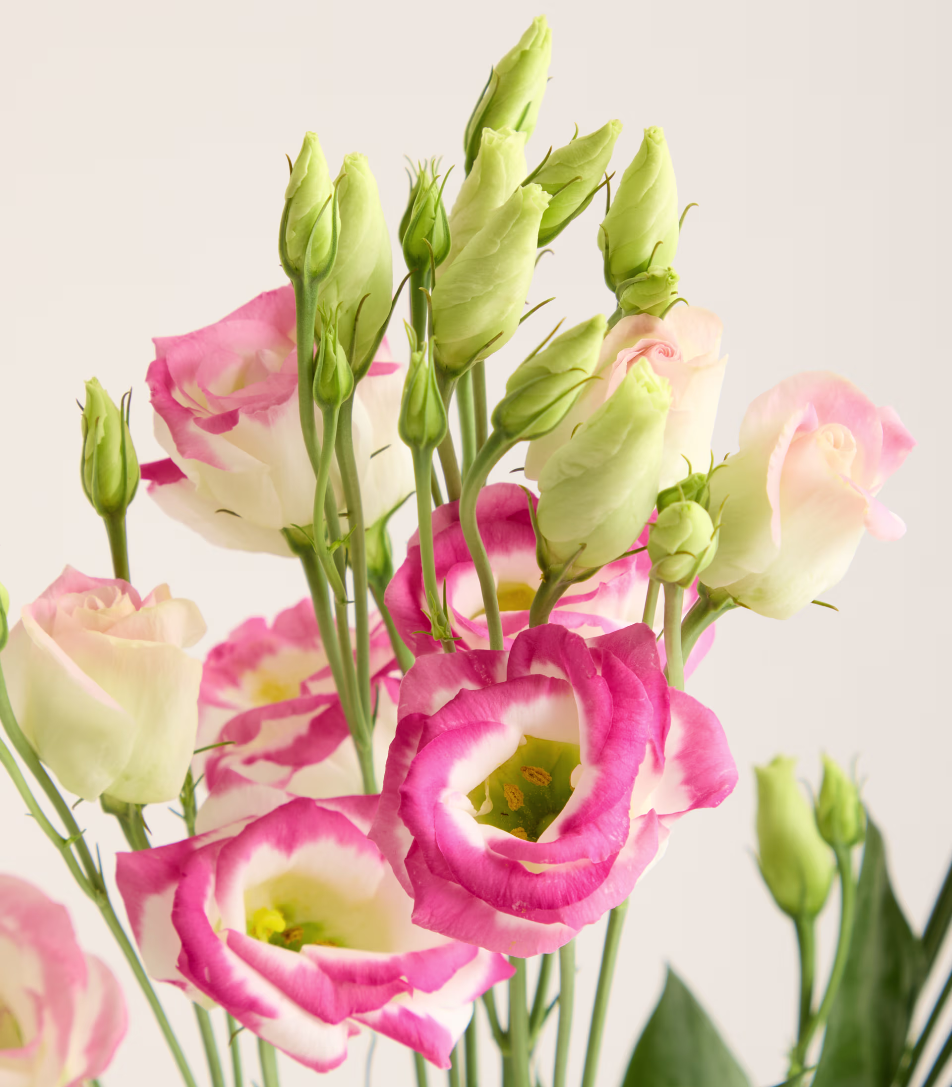Ein Strauß rosa und weißer Lisianthusblüten mit noch geschlossenen Knospen füllt den Vordergrund vor einem schlichten, hellen Hintergrund. (Beschreibungstext KI-generiert)