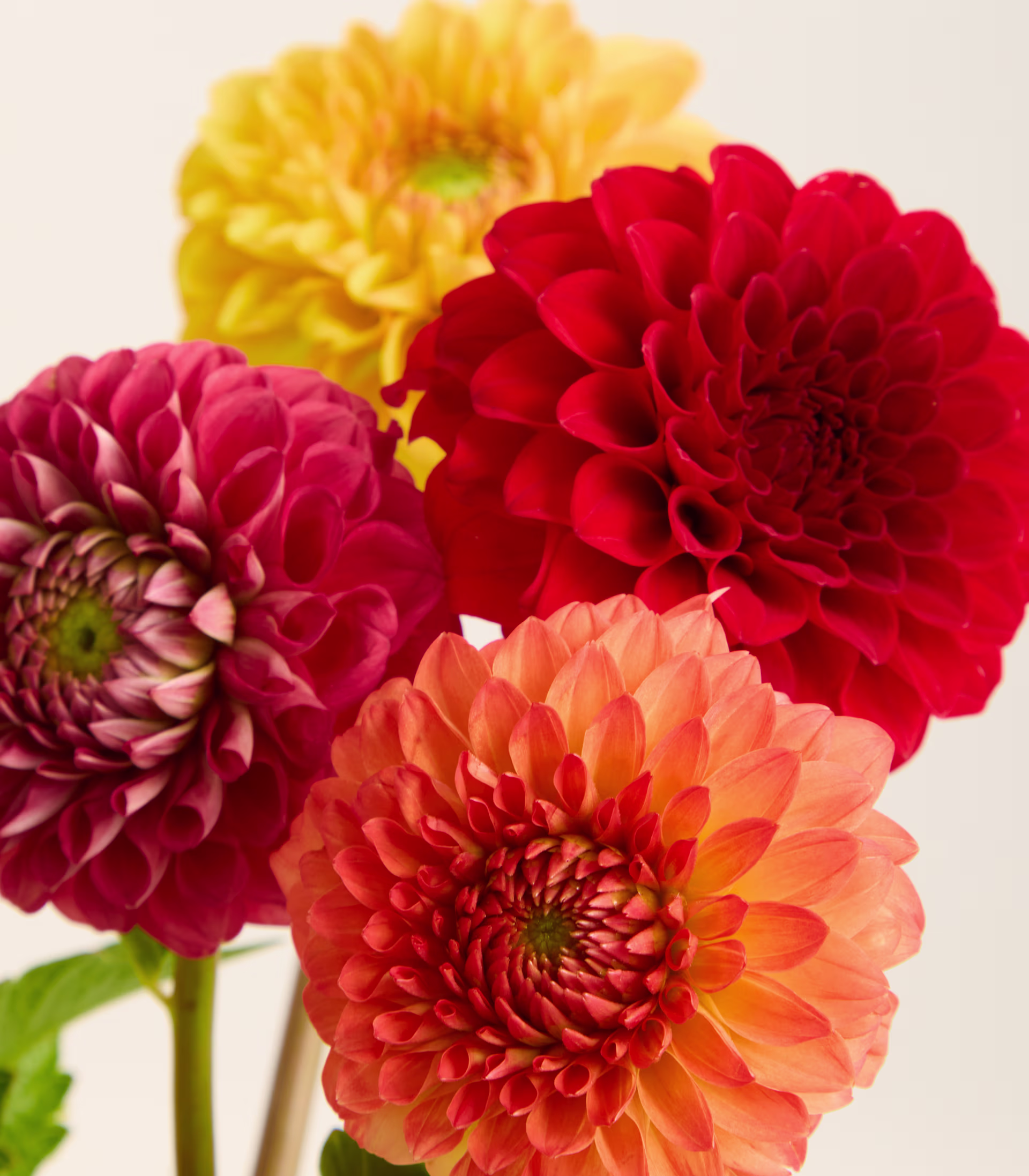 Ein farbenfroher Strauß roter, rosa, orangefarbener und gelber Dahlien ist vor einem sanften, hellen Hintergrund arrangiert. (Beschreibungstext KI-generiert)