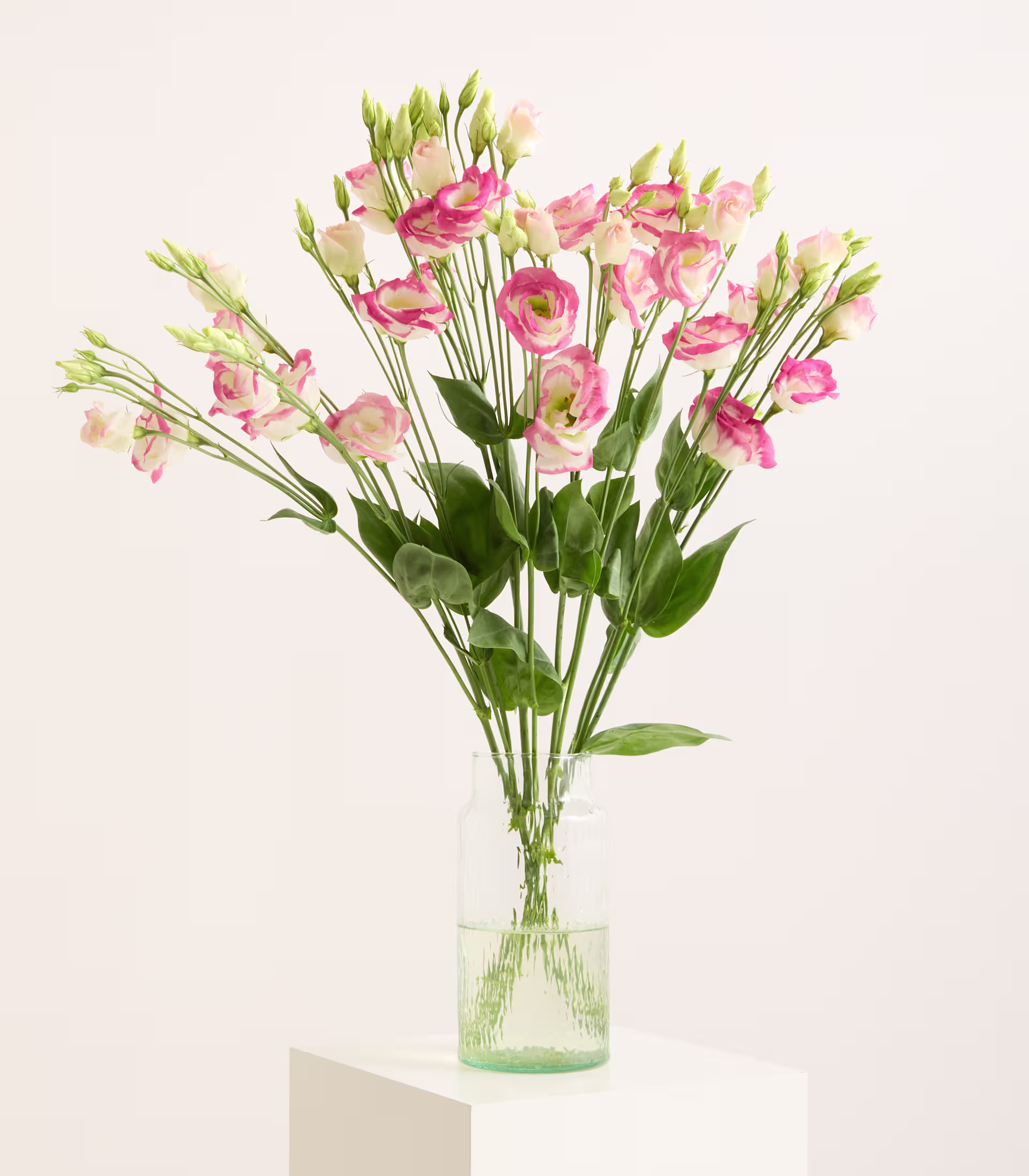 Ein Strauß rosa und weißer Lisianthusblüten in einer Glasvase steht auf einem weißen Sockel vor einem schlichten weißen Hintergrund. (Beschreibungstext KI-generiert)