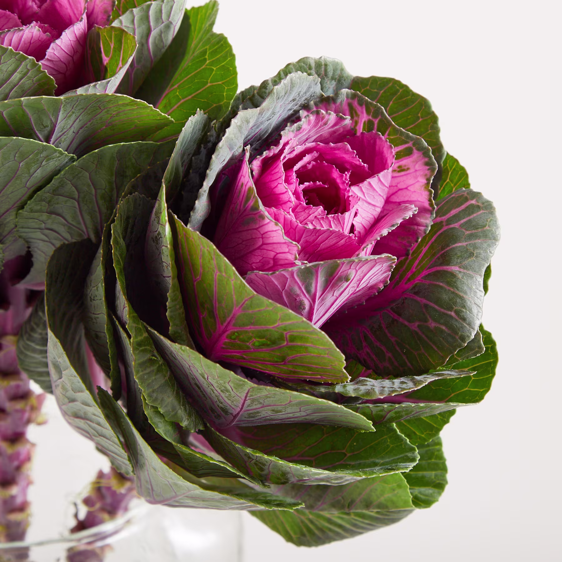 Ein Strauß leuchtend pinkfarbener Rosen, eingebettet zwischen üppigen grünen Blättern, präsentiert in einer durchsichtigen Glasvase vor einem schlichten weißen Hintergrund. (Beschreibungstext KI-generiert)