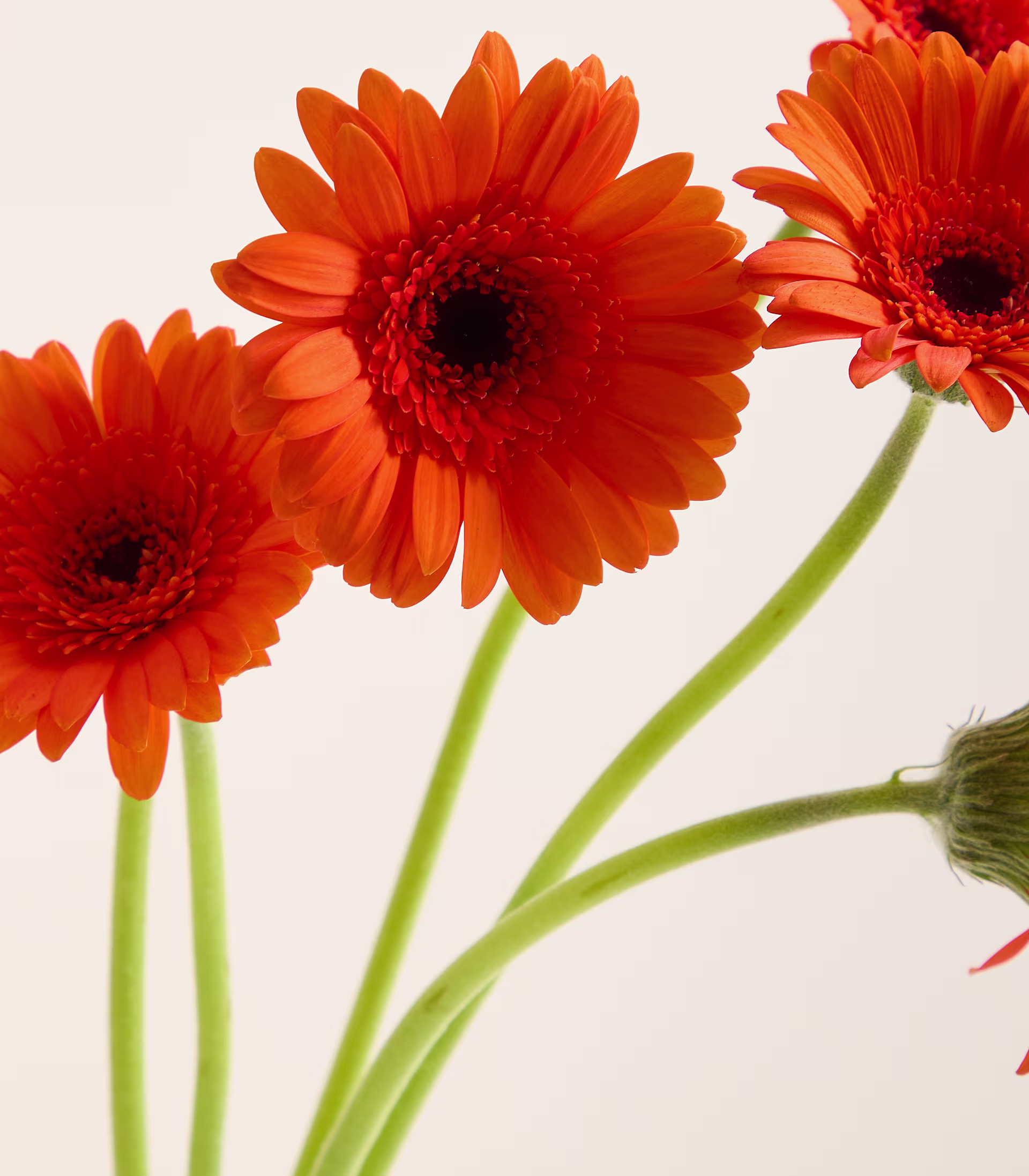 Drei leuchtend orangefarbene Gerbera-Gänseblümchen mit dunklen Zentren sind auf dünnen grünen Stielen vor einem sanften, hellen Hintergrund angeordnet. (Beschreibungstext KI-generiert)