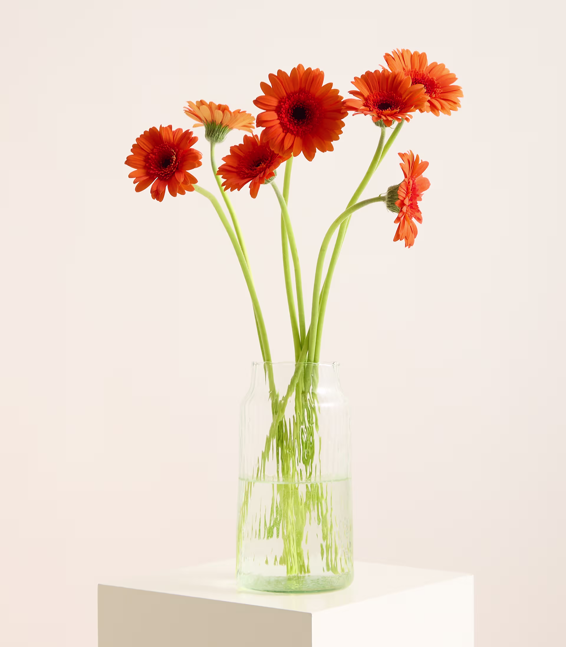 Ein Strauß leuchtend orangefarbener Gerbera-Gänseblümchen in einer durchsichtigen Glasvase steht auf einem weißen Sockel vor einem sanften, neutralen Hintergrund. (Beschreibungstext KI-generiert)
