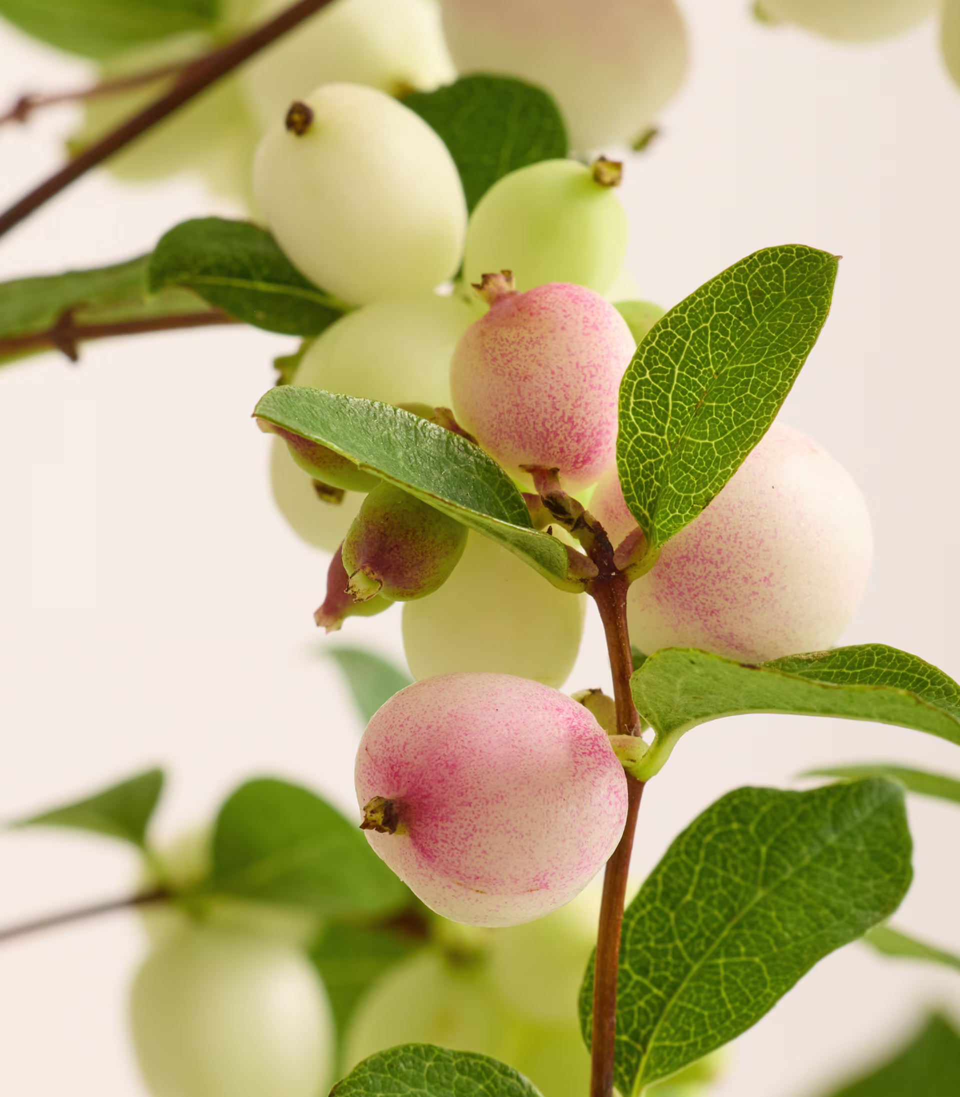 Ein Zweig mit Schneebeeren, die rosa und weiße Beeren und grüne Blätter tragen, hebt sich von einem weichen, unscharfen Hintergrund ab. (Beschreibungstext KI-generiert)