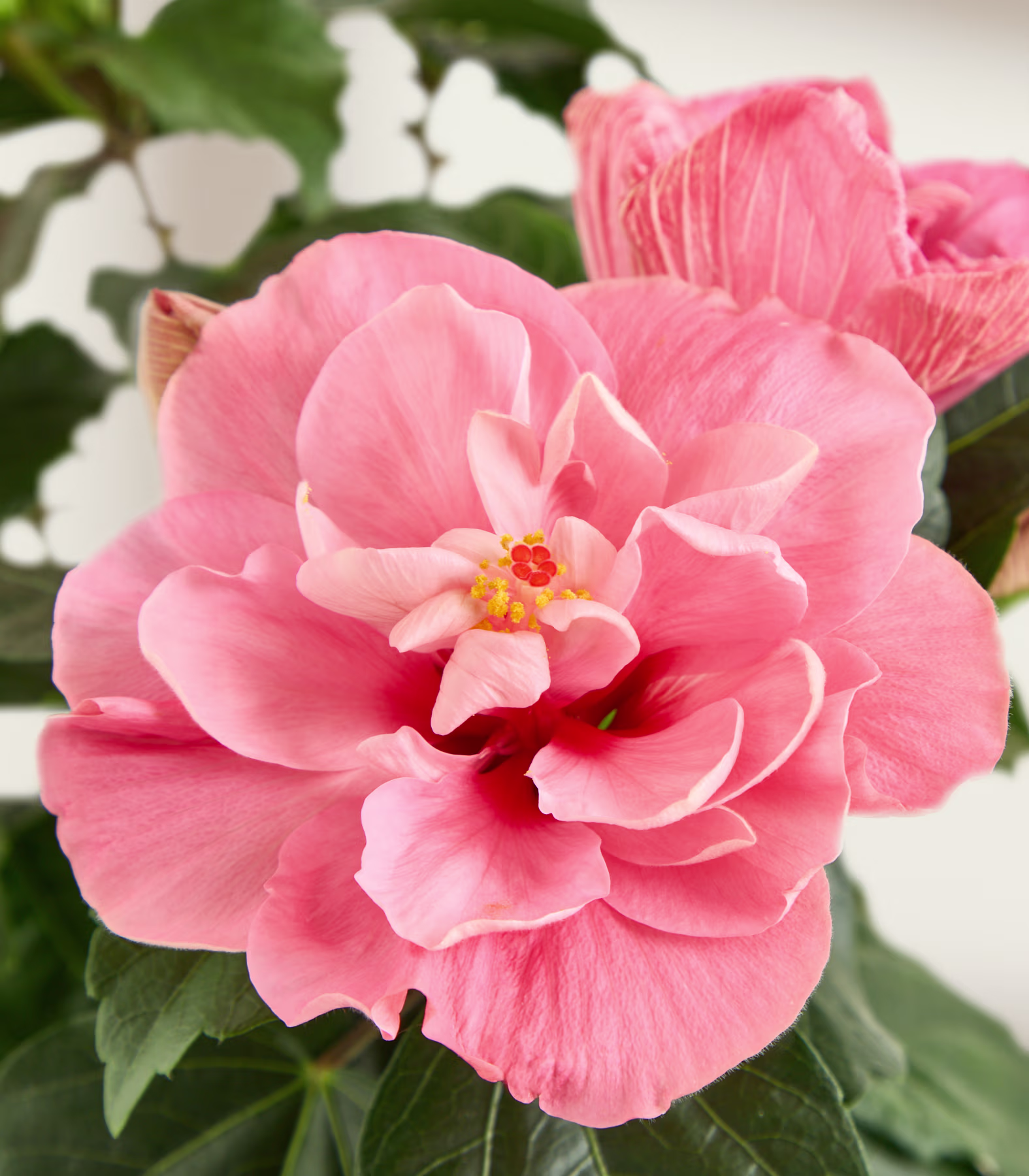 Eine zartrosa Hibiskusblüte mit geschichteten Blütenblättern füllt den Vordergrund, während verschwommene grüne Blätter und eine weitere Knospe den weichen Hintergrund bilden. (Beschreibungstext KI-generiert)