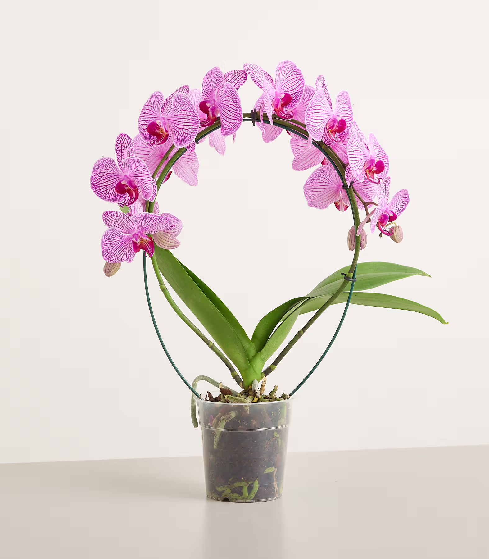 Ein Cluster aus leuchtend rosa und weiß gestreiften Orchideen mit grünen Blättern hebt sich von einem schlichten weißen Hintergrund ab. (Beschreibungstext KI-generiert)