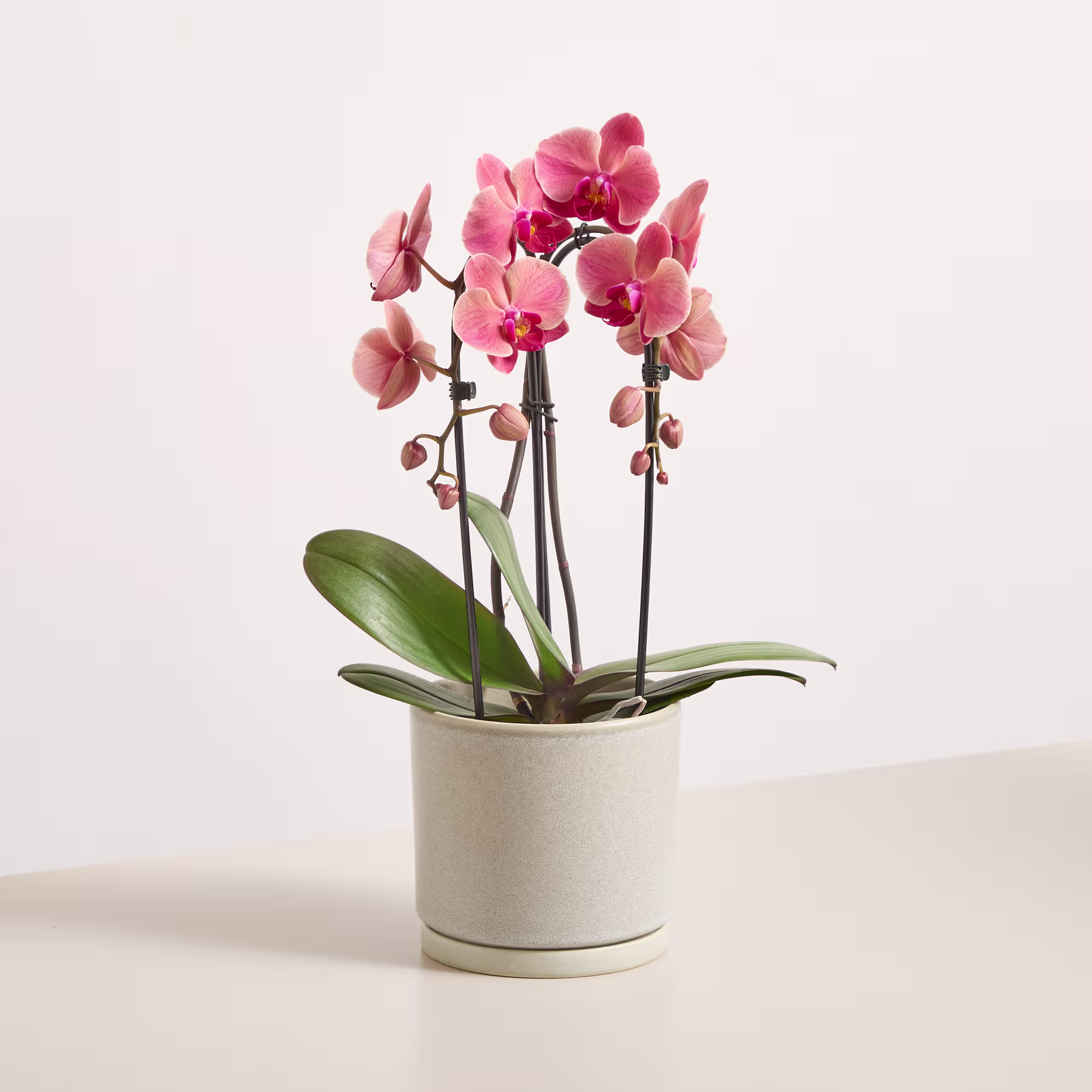 Eine rosa Orchidee in einem weißen Keramiktopf steht auf einer hellen Oberfläche vor einem schlichten weißen Hintergrund. (Beschreibungstext KI-generiert)