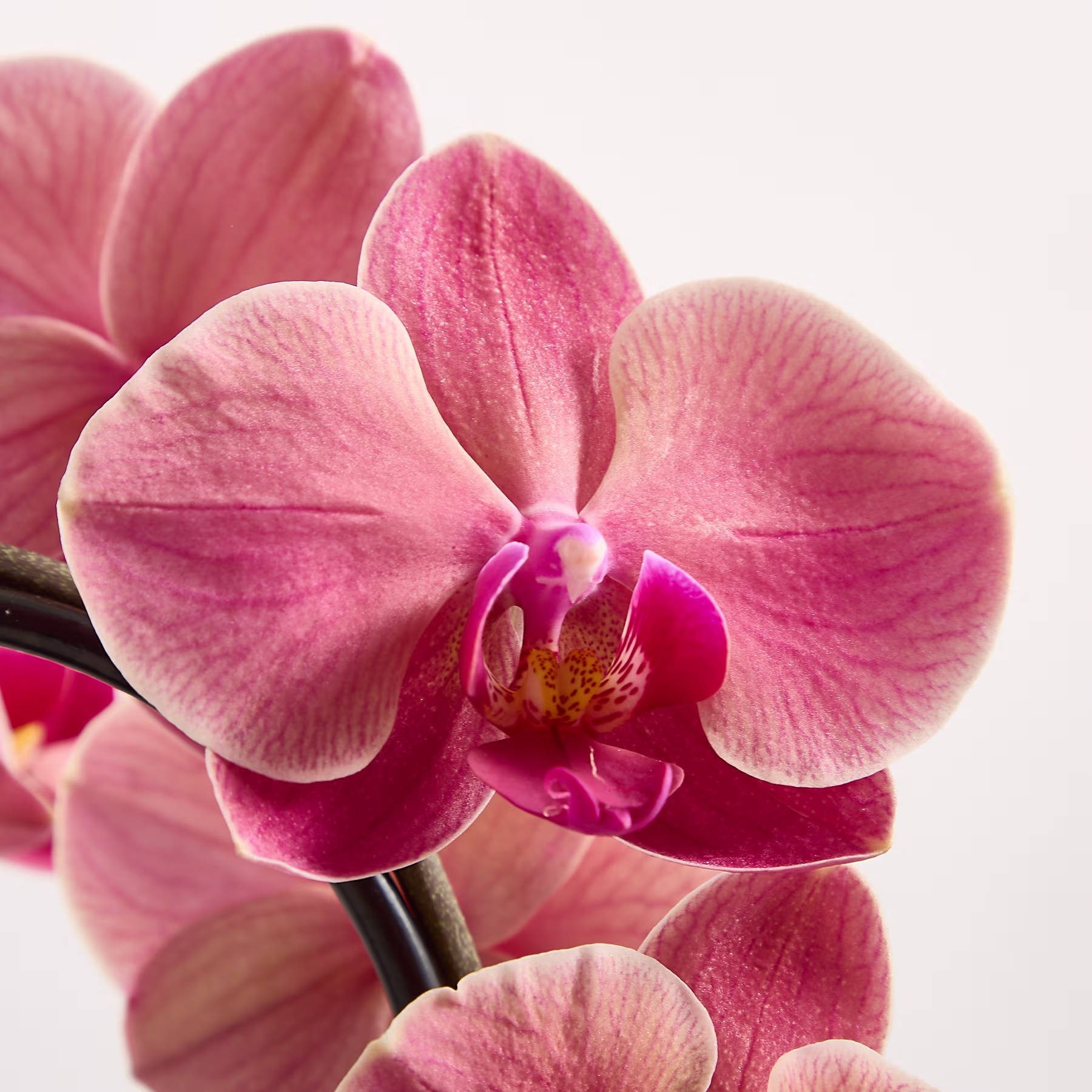 Nahaufnahme von rosa Orchideenblüten vor einem schlichten weißen Hintergrund. (Beschreibungstext KI-generiert)