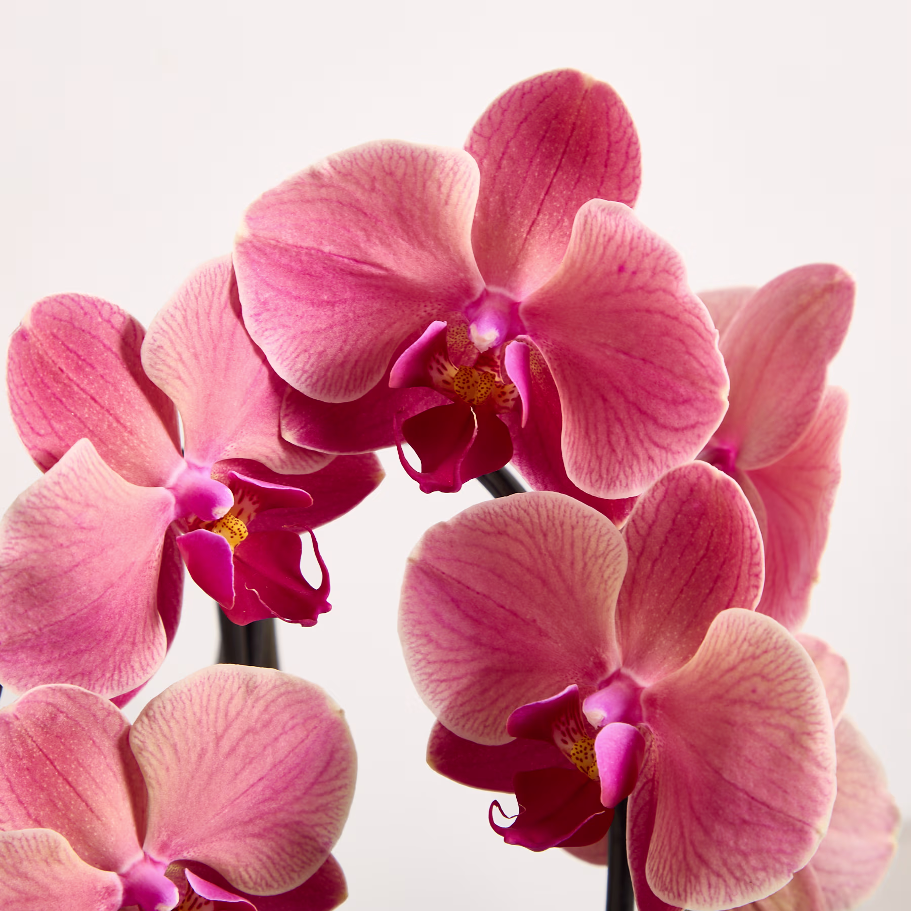 Im Vordergrund sind rosa Orchideenblüten vor einem schlichten weißen Hintergrund zu sehen. (Beschreibungstext KI-generiert)