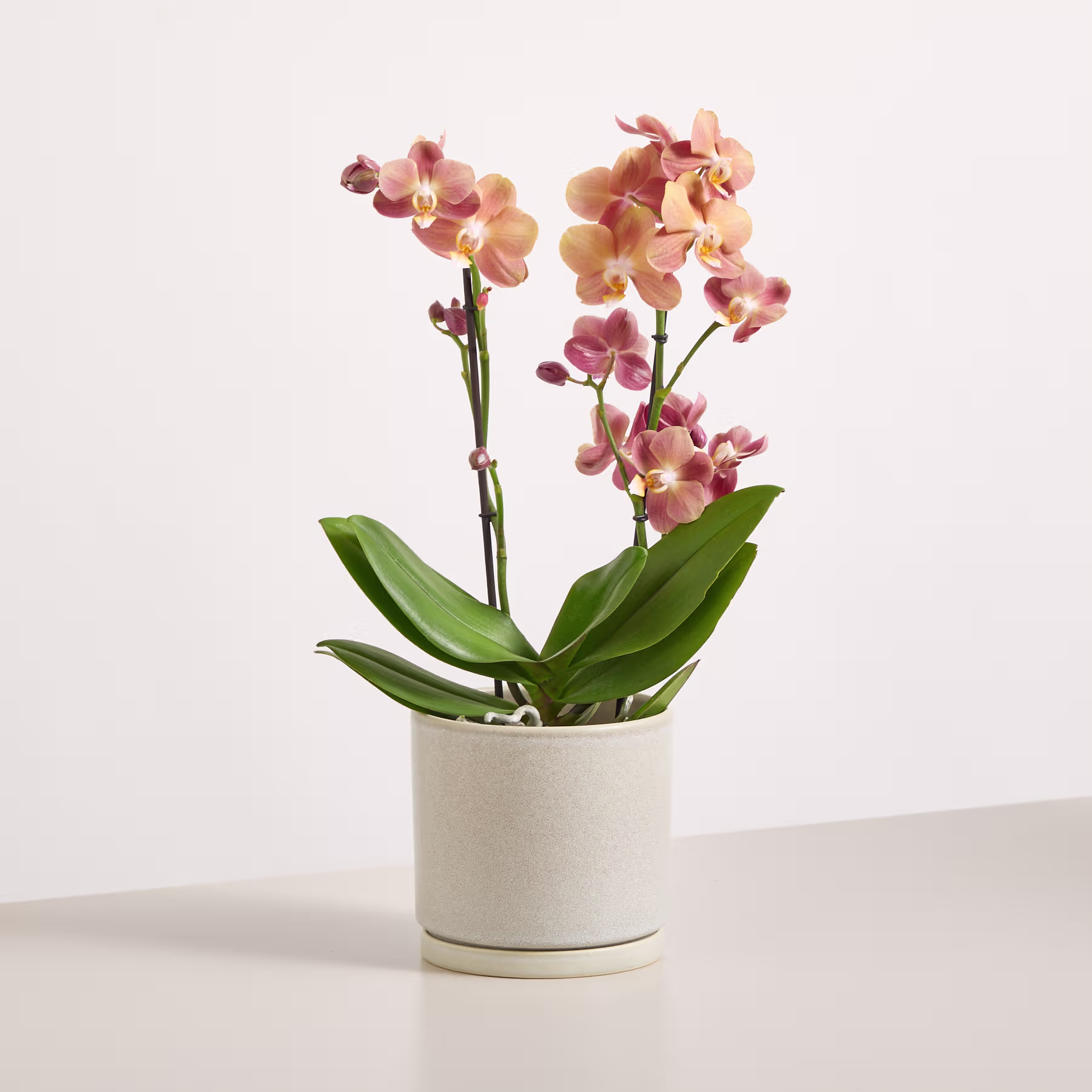 Eine Orchidee im Topf mit pfirsichfarbenen Blüten und grünen Blättern steht auf einer hellen Oberfläche vor einem schlichten weißen Hintergrund. (Beschreibungstext KI-generiert)