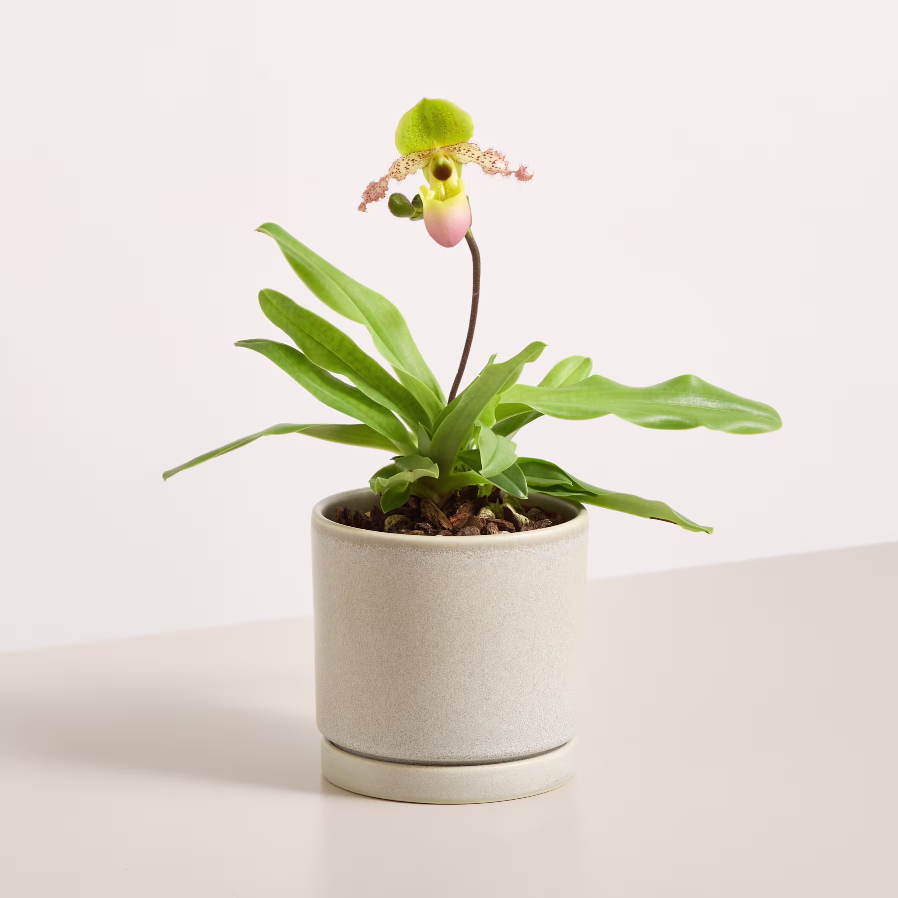 Eine blühende Orchidee in einem hellgrauen Topf steht auf einer neutralen Oberfläche vor einem schlichten weißen Hintergrund. (Beschreibungstext KI-generiert)