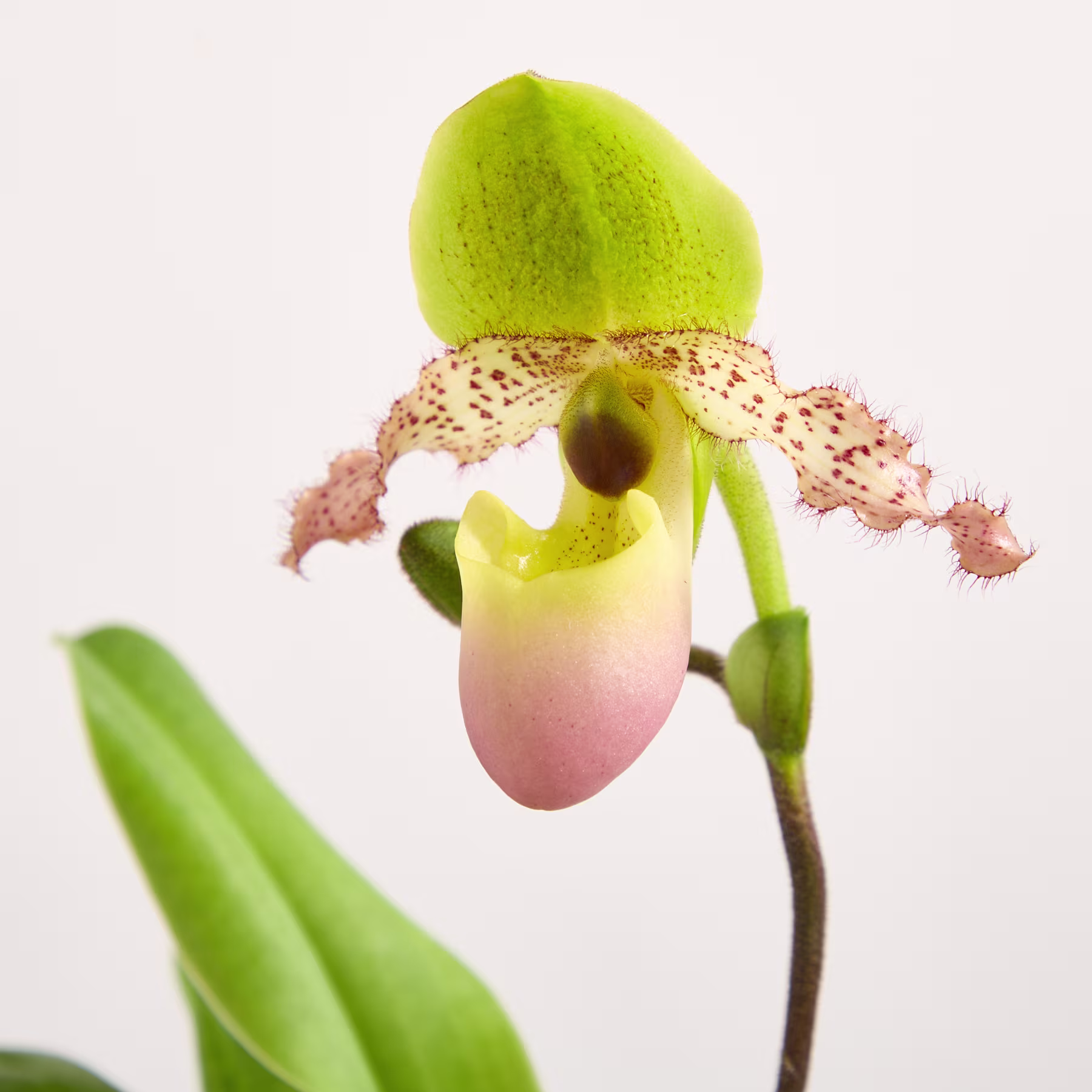 Eine farbenprächtige Paphiopedilum-Orchidee mit rosa Blütenbeutel und gefleckten Blütenblättern hebt sich von einem schlichten weißen Hintergrund ab. (Beschreibungstext KI-generiert)