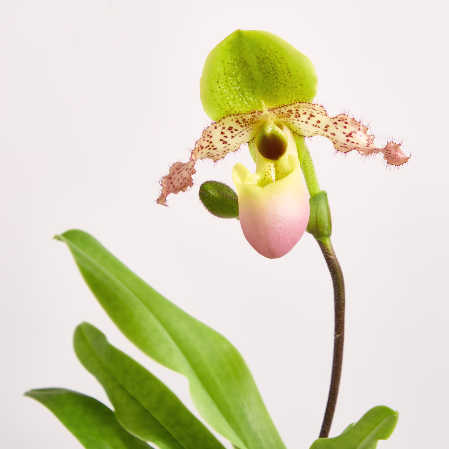Eine farbenfrohe Frauenschuh-Orchidee mit rosa Blütenbeutel und grünen Blütenblättern hebt sich von einem schlichten weißen Hintergrund ab. (Beschreibungstext KI-generiert)