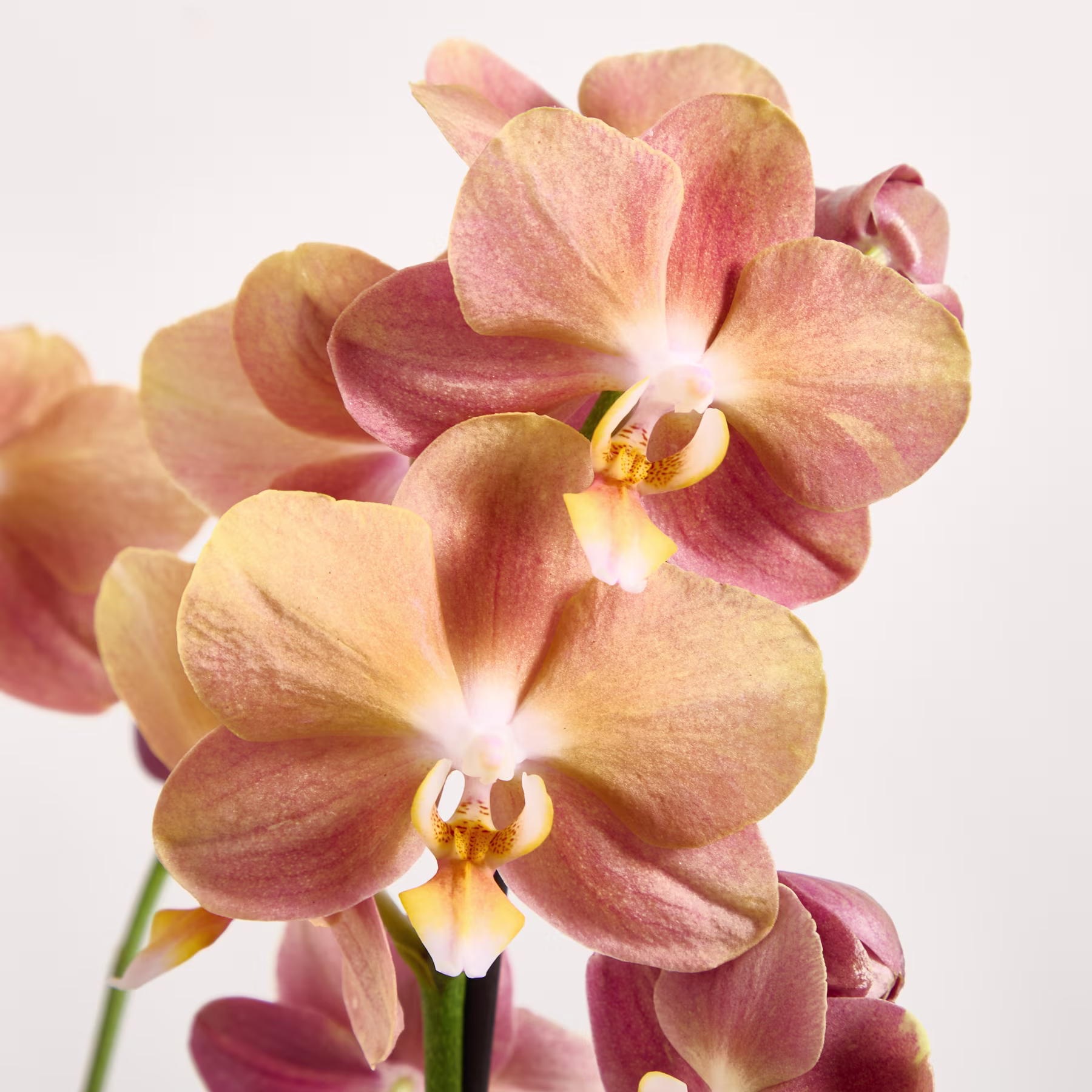 Pfirsichfarbene Orchideenblüten erblühen im Vordergrund vor einem schlichten, hellen Hintergrund. (Beschreibungstext KI-generiert)