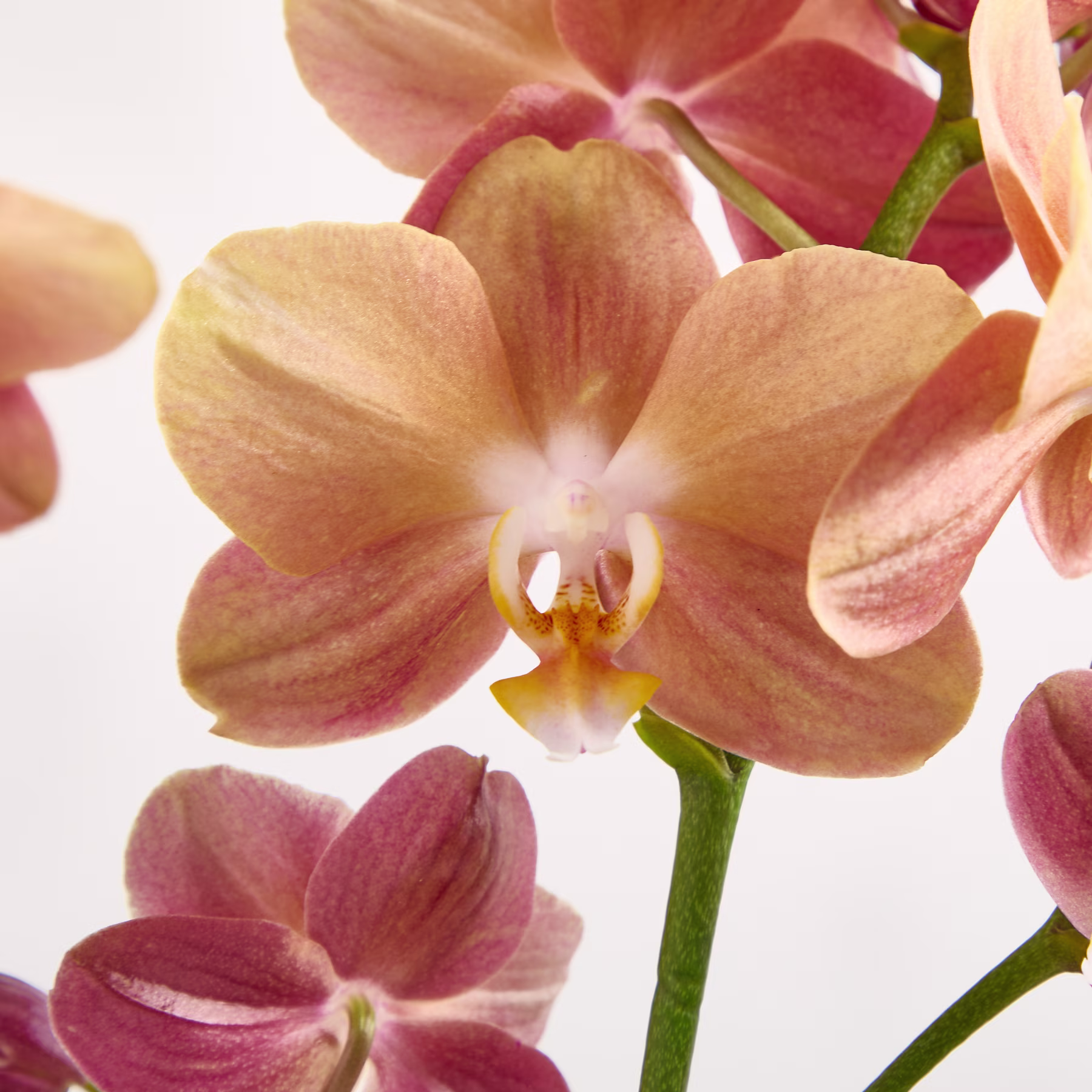Pfirsichfarbene und rosafarbene Orchideen blühen an grünen Stielen vor einem schlichten weißen Hintergrund. (Beschreibungstext KI-generiert)