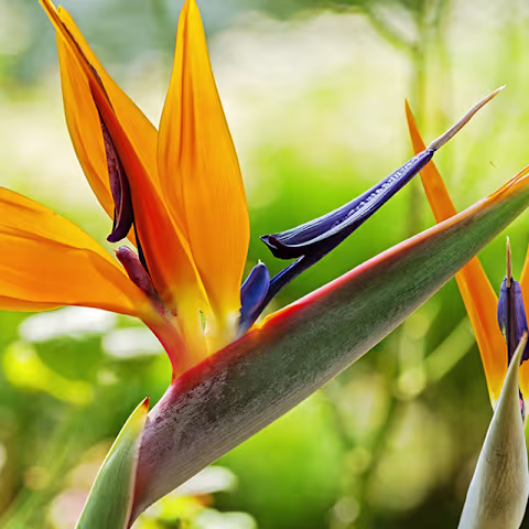 Leuchtend orange und blaue Paradiesvogelblumen heben sich von einem verschwommenen grünen Laubhintergrund ab und schaffen eine eindrucksvolle und visuell fesselnde Szene. (Beschreibungstext KI-generiert)