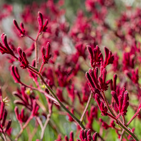 Leuchtend rote Blumen mit kunstvollen Blütenblättern heben sich von einem unscharfen natürlichen Hintergrund ab und schaffen eine optisch beeindruckende und fesselnde Szene. (Beschreibungstext KI-generiert)
