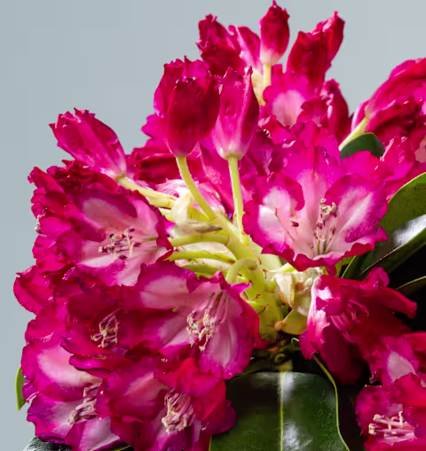 Leuchtende, fuchsiafarbene Rhododendronblüten füllen den Rahmen, ihre zarten Blütenblätter bilden einen Kontrast zum gedämpften, hellblaugrauen Hintergrund. (Beschreibungstext KI-generiert)