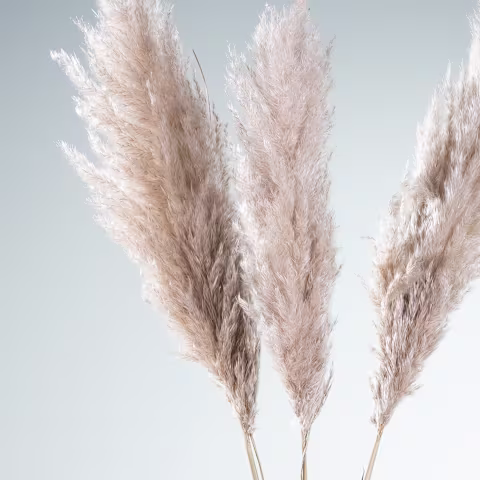 Weiche, flauschige Pampasgrasfedern ragen hoch vor einem hellblauen Himmel empor und schaffen eine ruhige und minimalistische Naturszene. (Beschreibungstext KI-generiert)