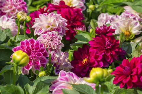Eine lebendige Palette farbenfroher Dahlienblüten in verschiedenen Rosa-, Rot- und Gelbtönen vor dem Hintergrund üppiger grüner Blätter. (Beschreibungstext KI-generiert)