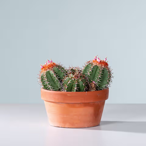 Ein Terrakottatopf mit verschiedenen Arten leuchtend grüner und orangefarbener Kakteenpflanzen steht auf einer schlichten weißen Fläche vor einem hellblauen Hintergrund. (Beschreibungstext KI-generiert)