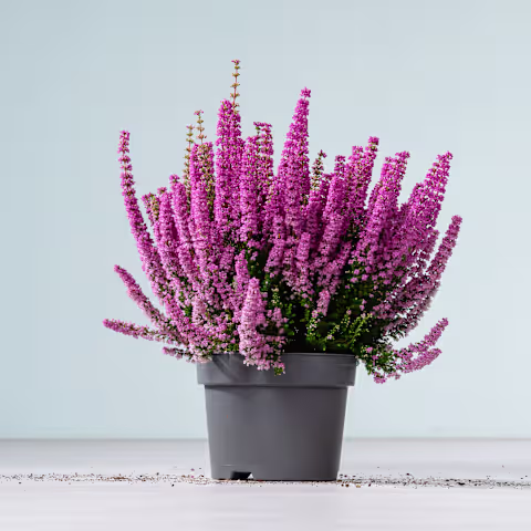 Ein farbenfroher Strauß rosa Heideblumen steht in einem schwarzen Blumentopf vor einem schlichten hellblauen Hintergrund. (Beschreibungstext KI-generiert)
