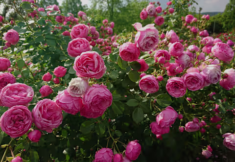 Ein üppiger, lebendiger Garten voller blühender rosa Rosen, deren Blütenblätter vor dem Hintergrund des grünen Laubs im Tau glitzern. (Beschreibungstext KI-generiert)