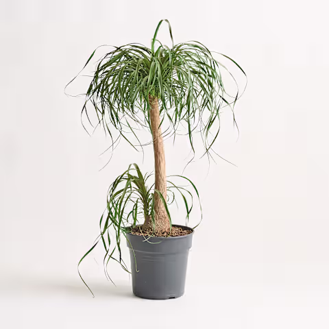 Eine üppige, grüne Elefantenfußpalme mit langen, wallenden Blättern steht in einem grauen Blumentopf vor einer schlichten, hellen Wand. (Beschreibungstext KI-generiert)