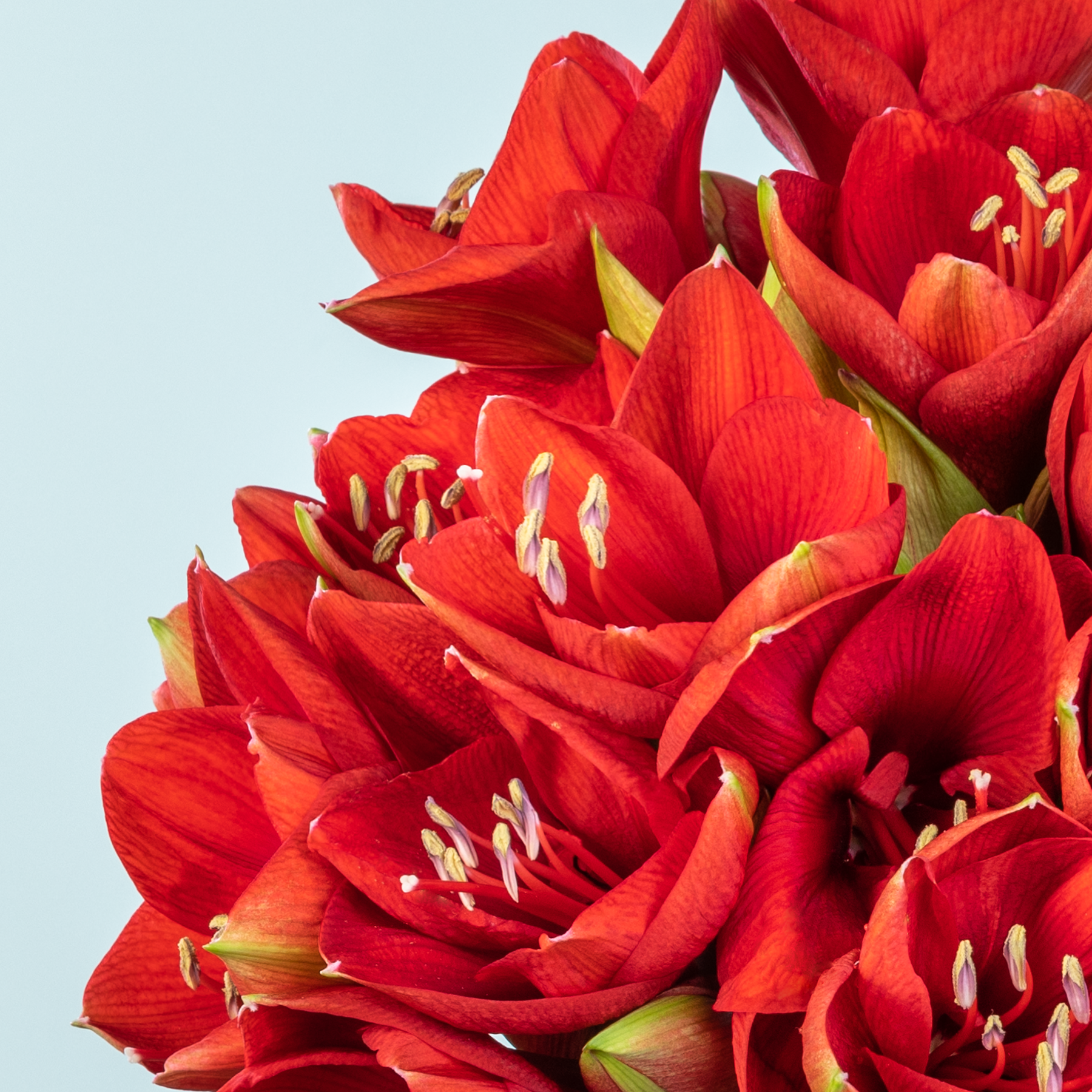 Roter Blumenstrauß - deutschlandweiter Versand