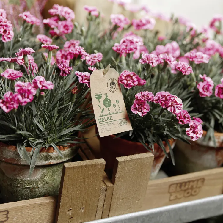 Unsere Serviceleistungen | BLUME2000
