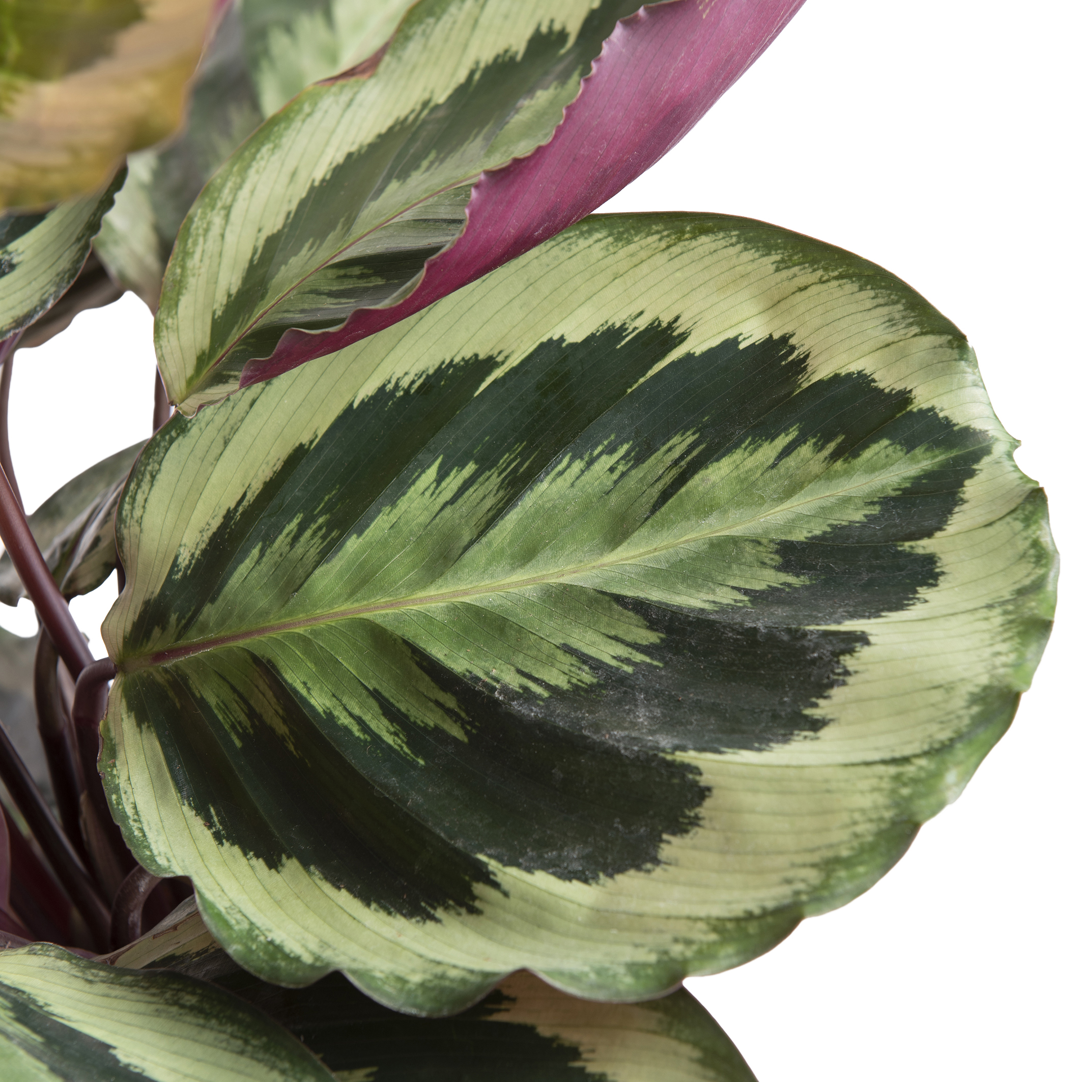 Calathea kaufen | BLUME2000