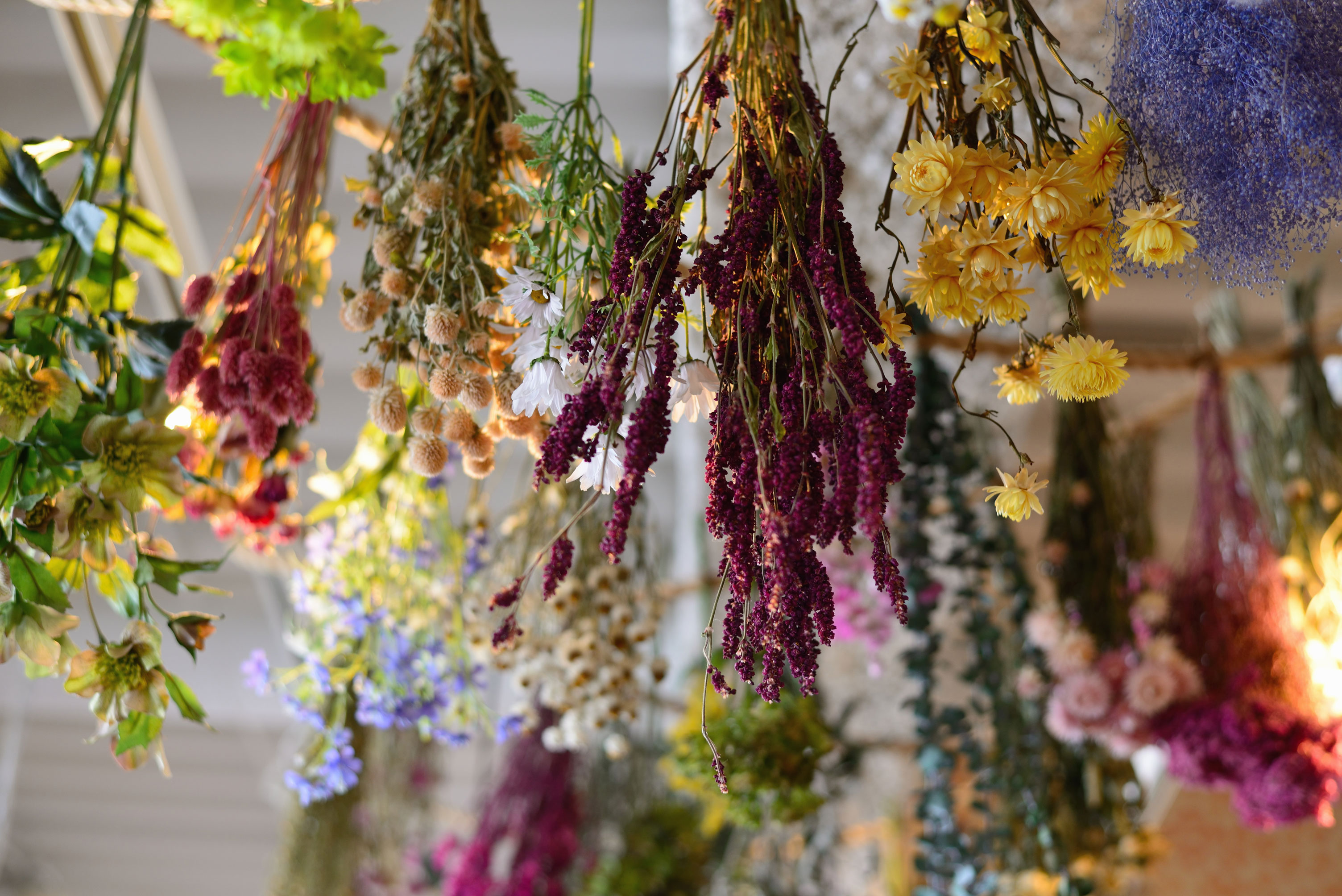 Trockenblumen kaufen