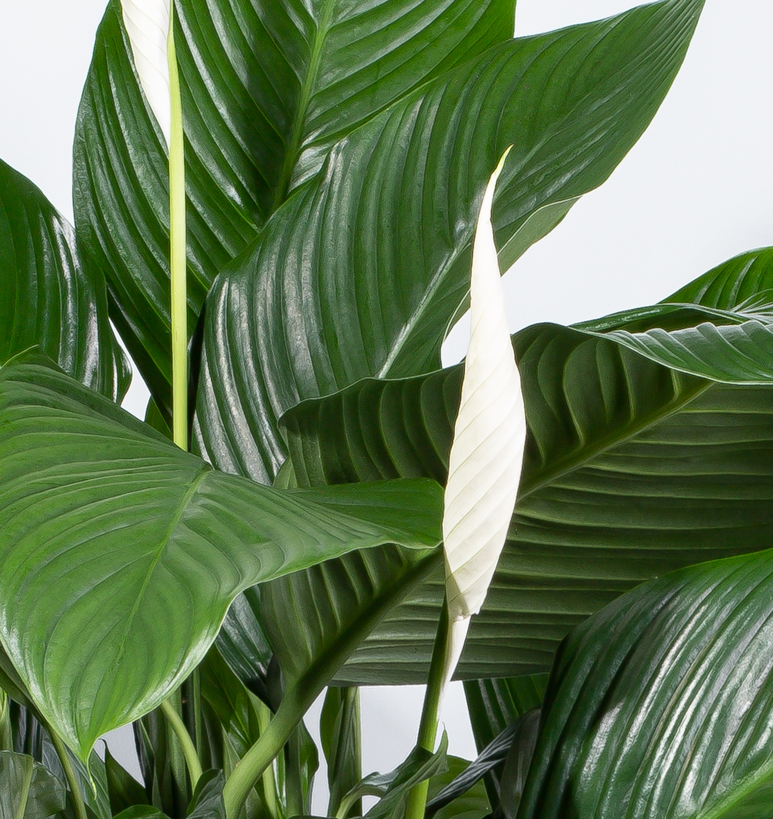 zimmerpflanze ficus benjamina rätsel Ficus benjamina 'Natasja' main image 0