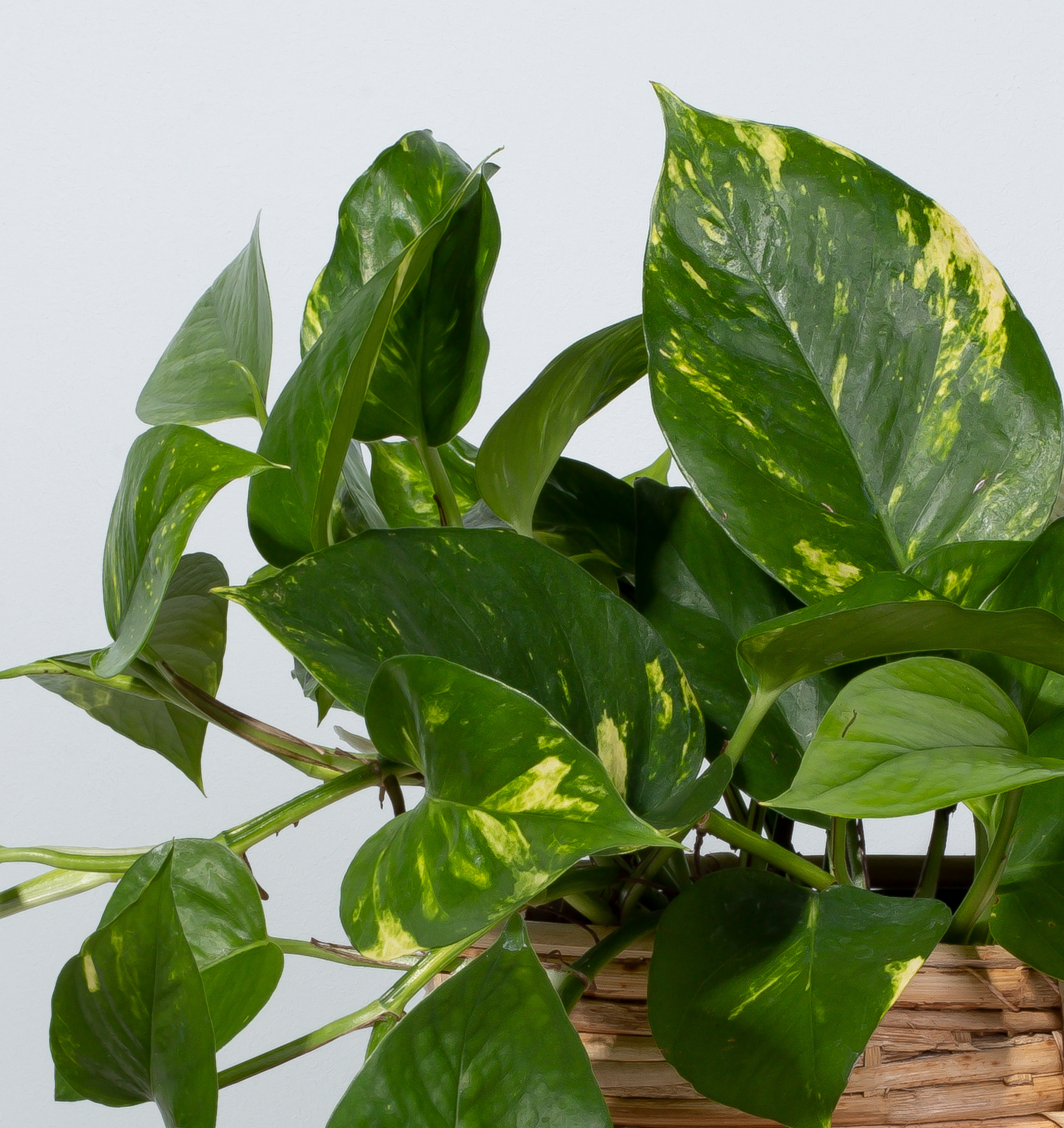 Efeutute (Epipremnum) - Pflegetipps, Eigenschaften & mehr | BLUME2000 |  BLUME2000