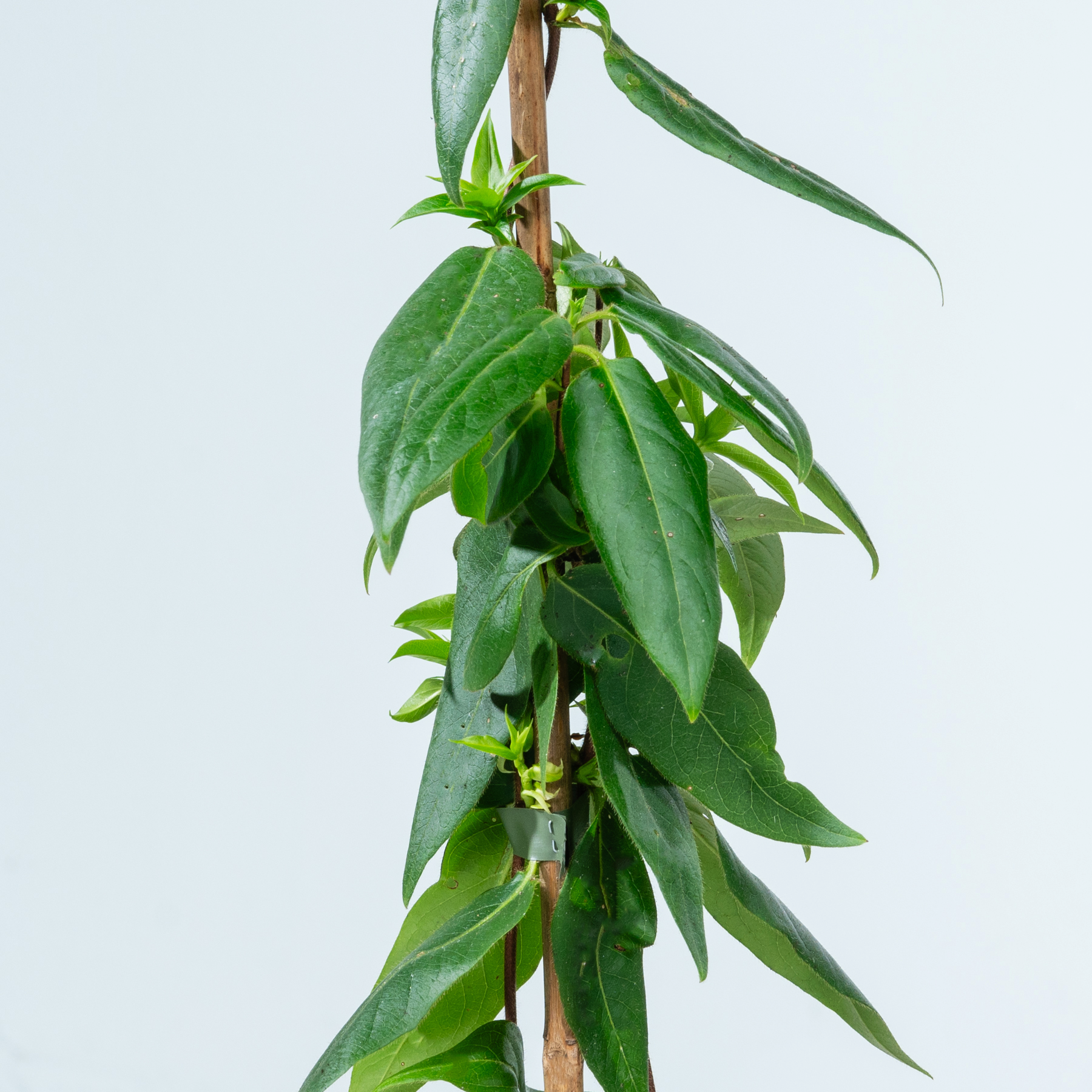 Puschkinia Libanotica Kegelblume Blumenzwiebeln, 25 Stück – Hellblau, Winterhart, Für Beete & Kübel