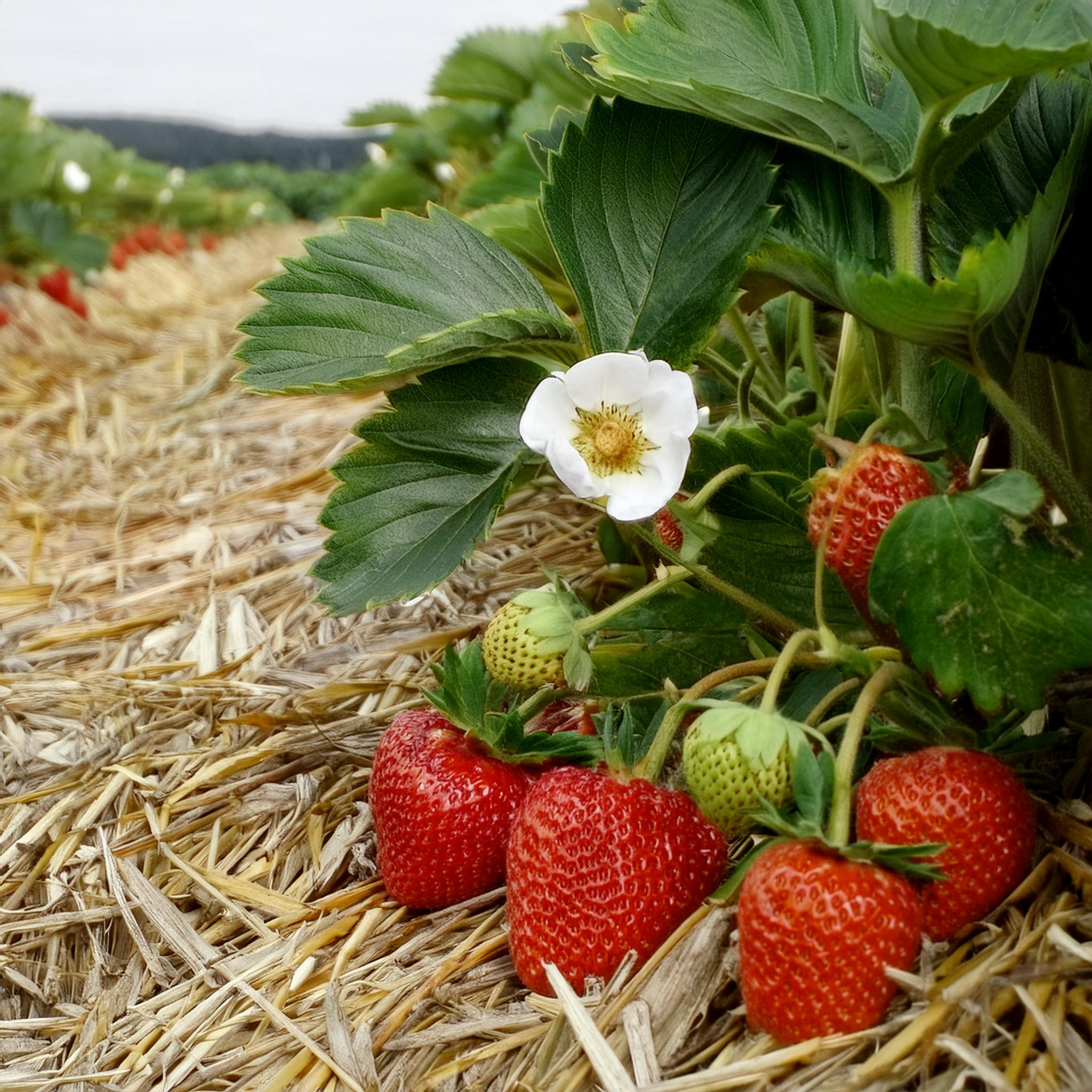 Frigo-Erdbeeren pflanzen: Anleitung & Tipps | BLUME2000