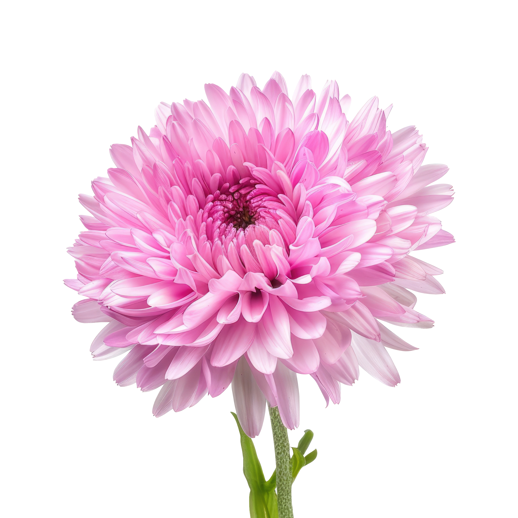 Blumenlexikon: Blumenarten von A bis Z entdecken